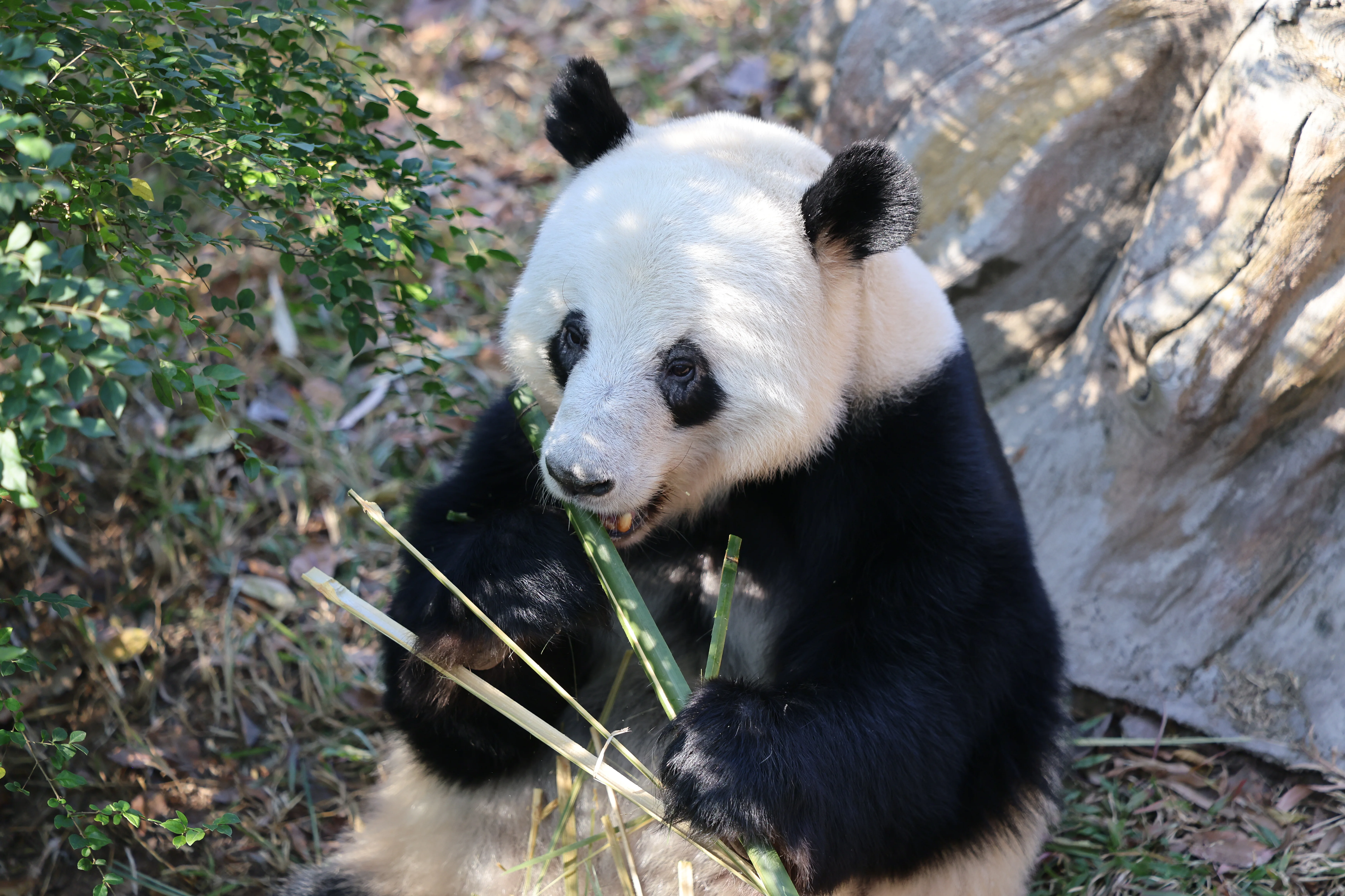 Guangzhou Zoo