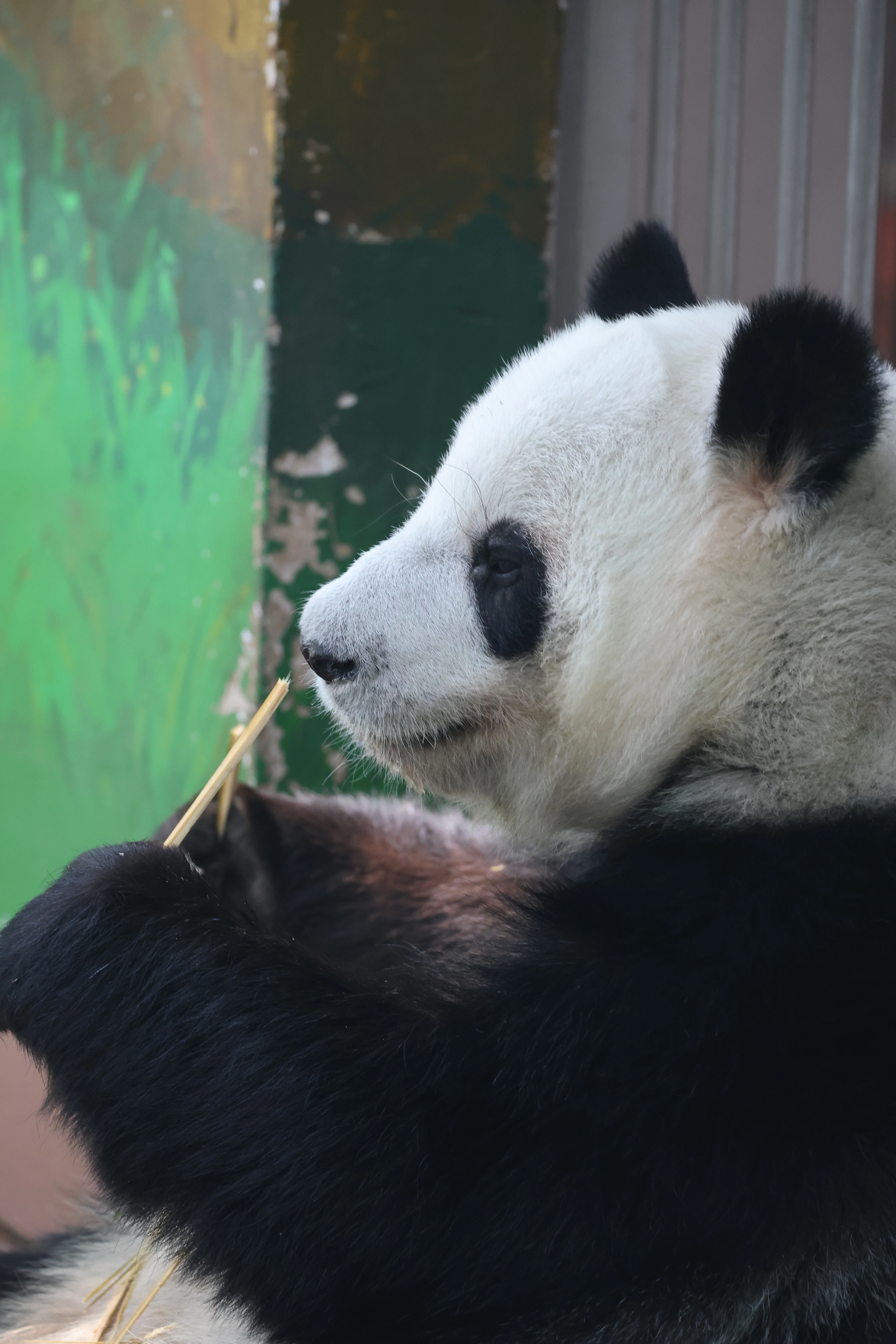 Guangzhou Zoo