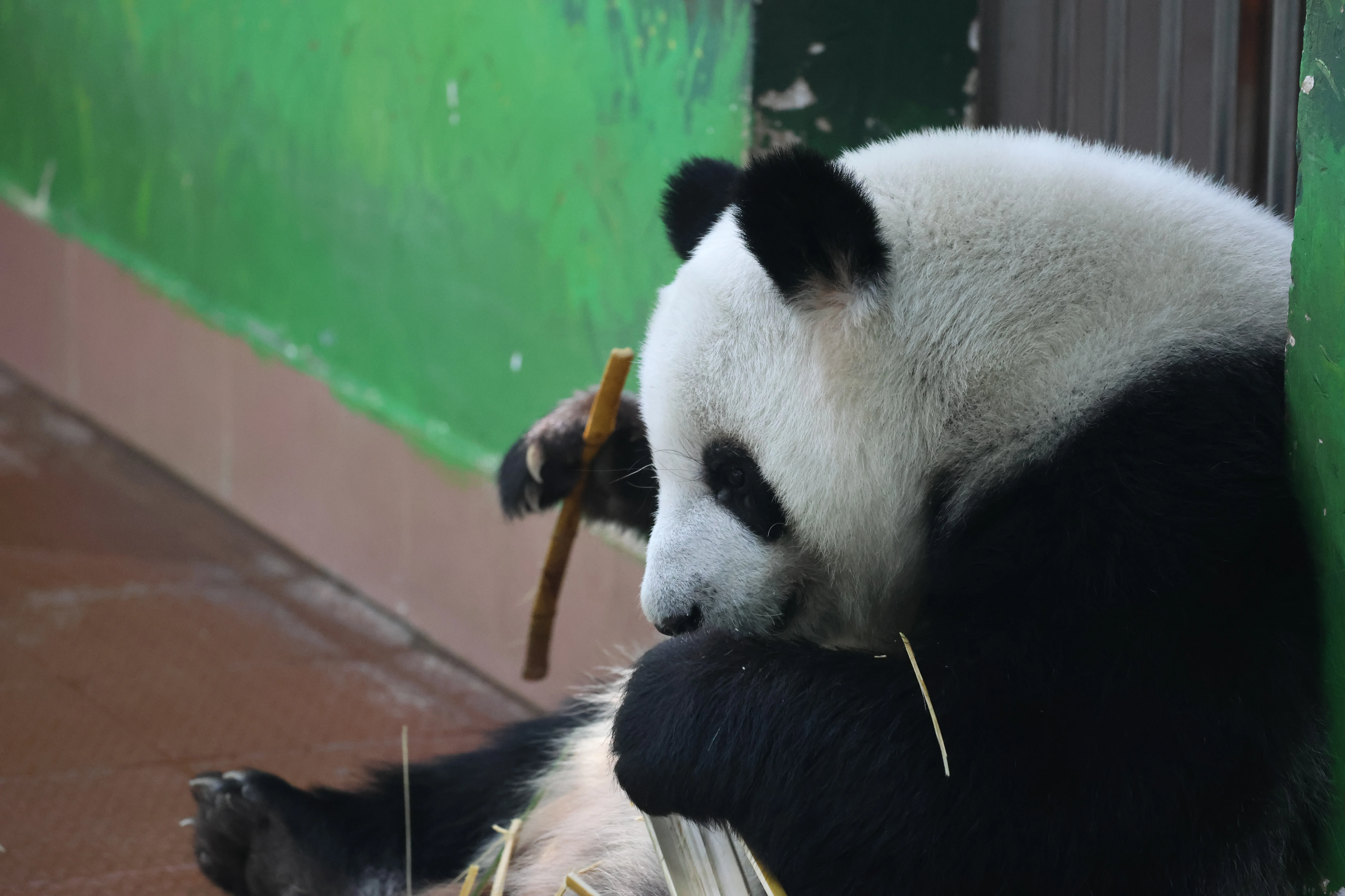Guangzhou Zoo
