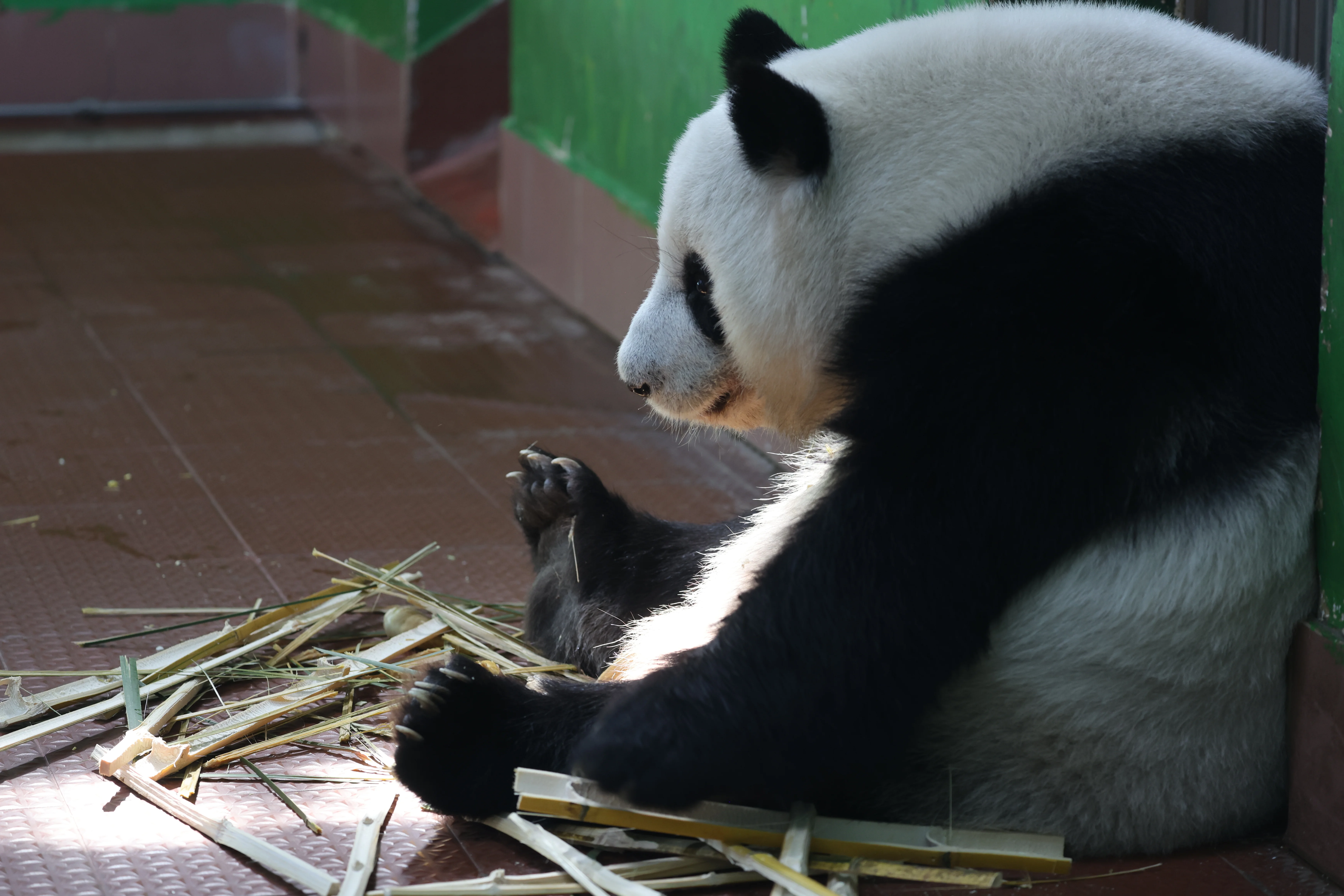 Guangzhou Zoo