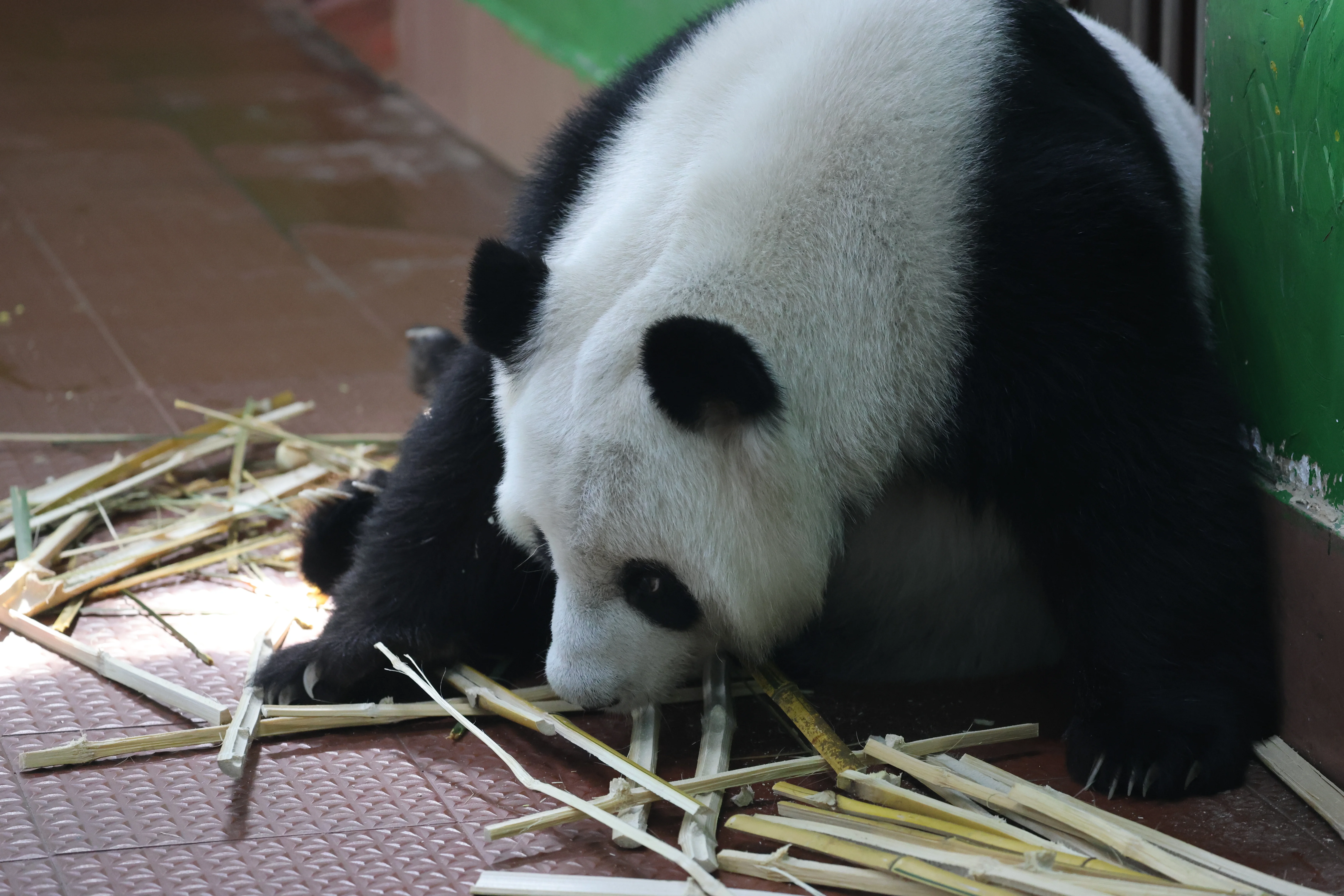 Guangzhou Zoo