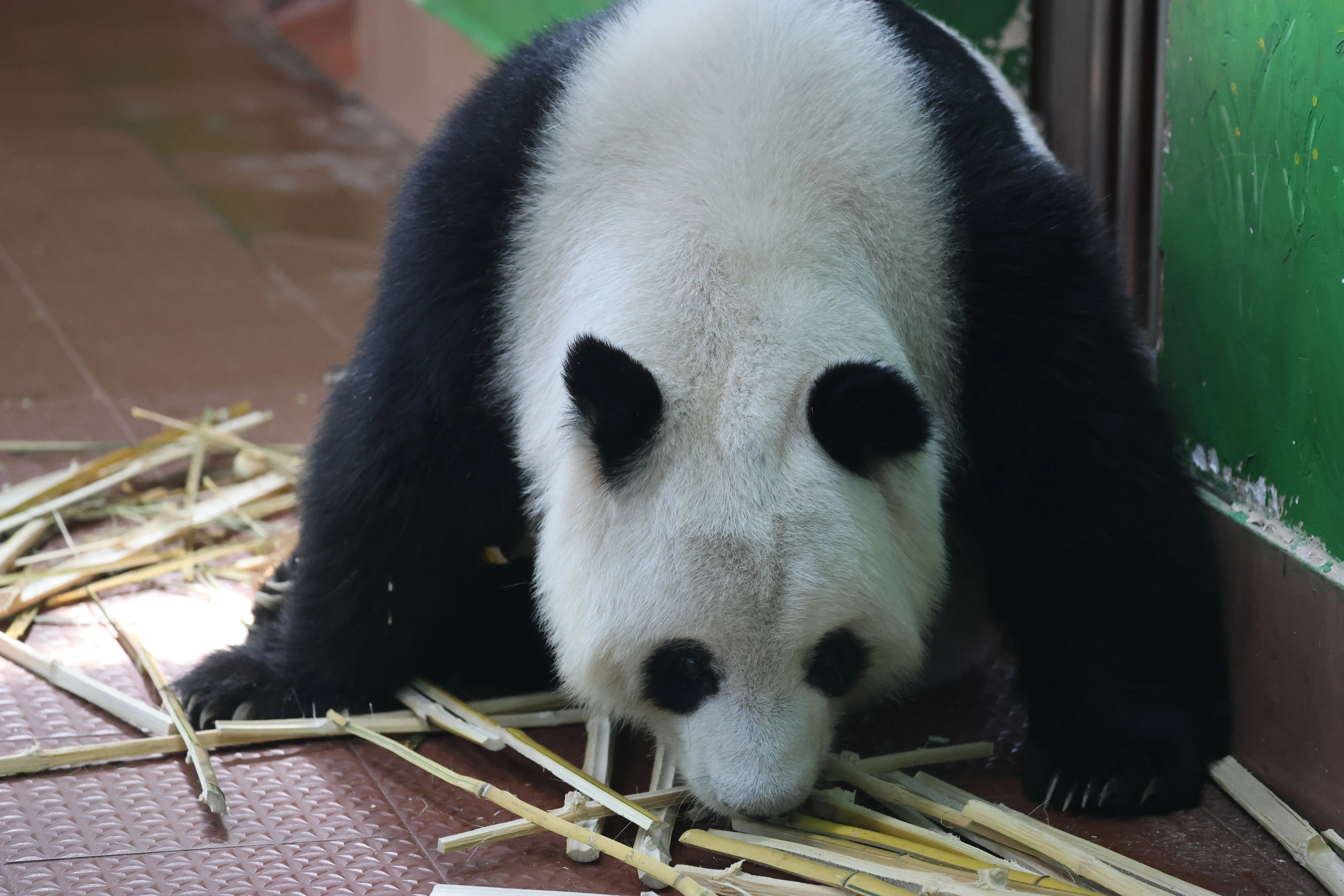 Guangzhou Zoo