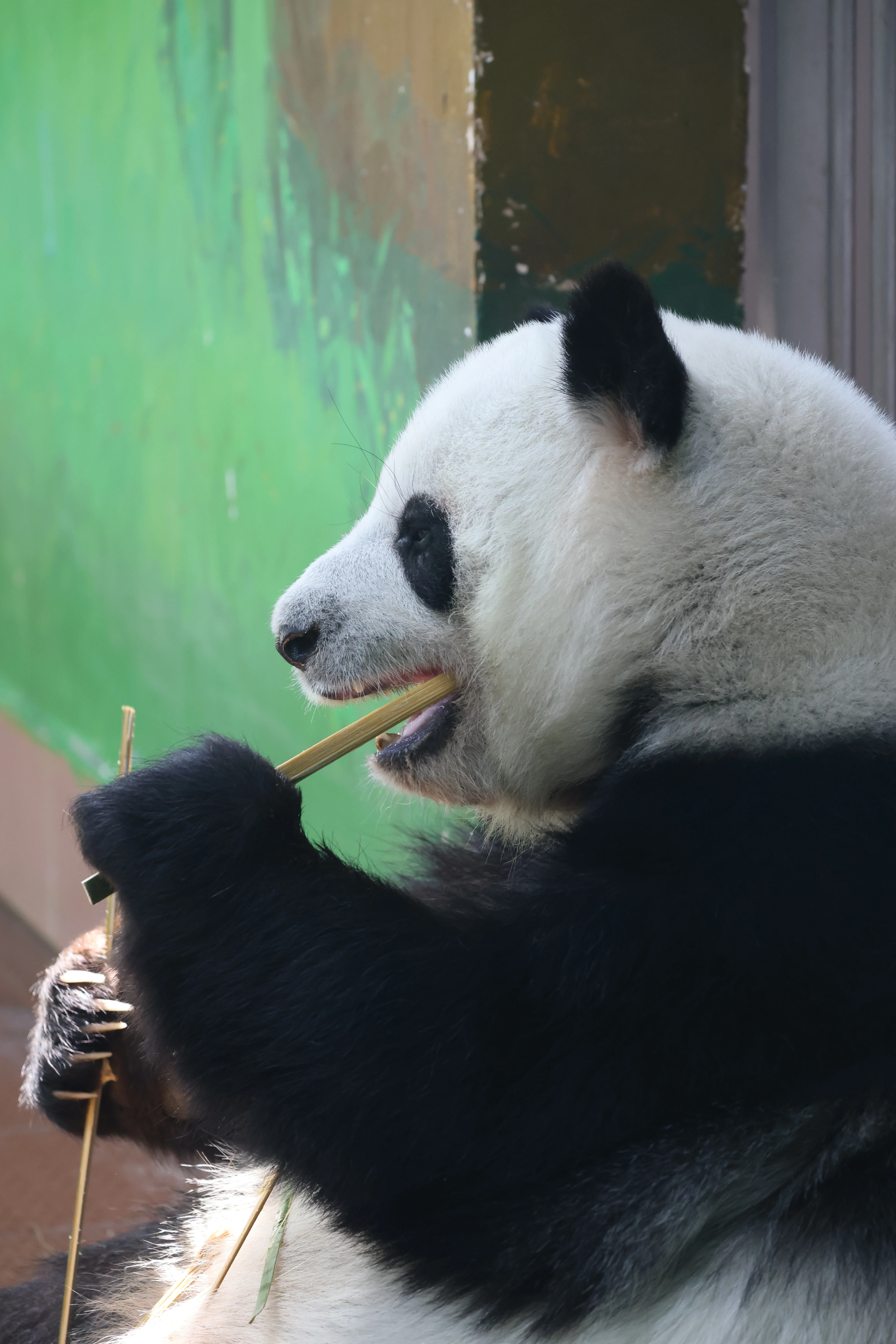 Guangzhou Zoo