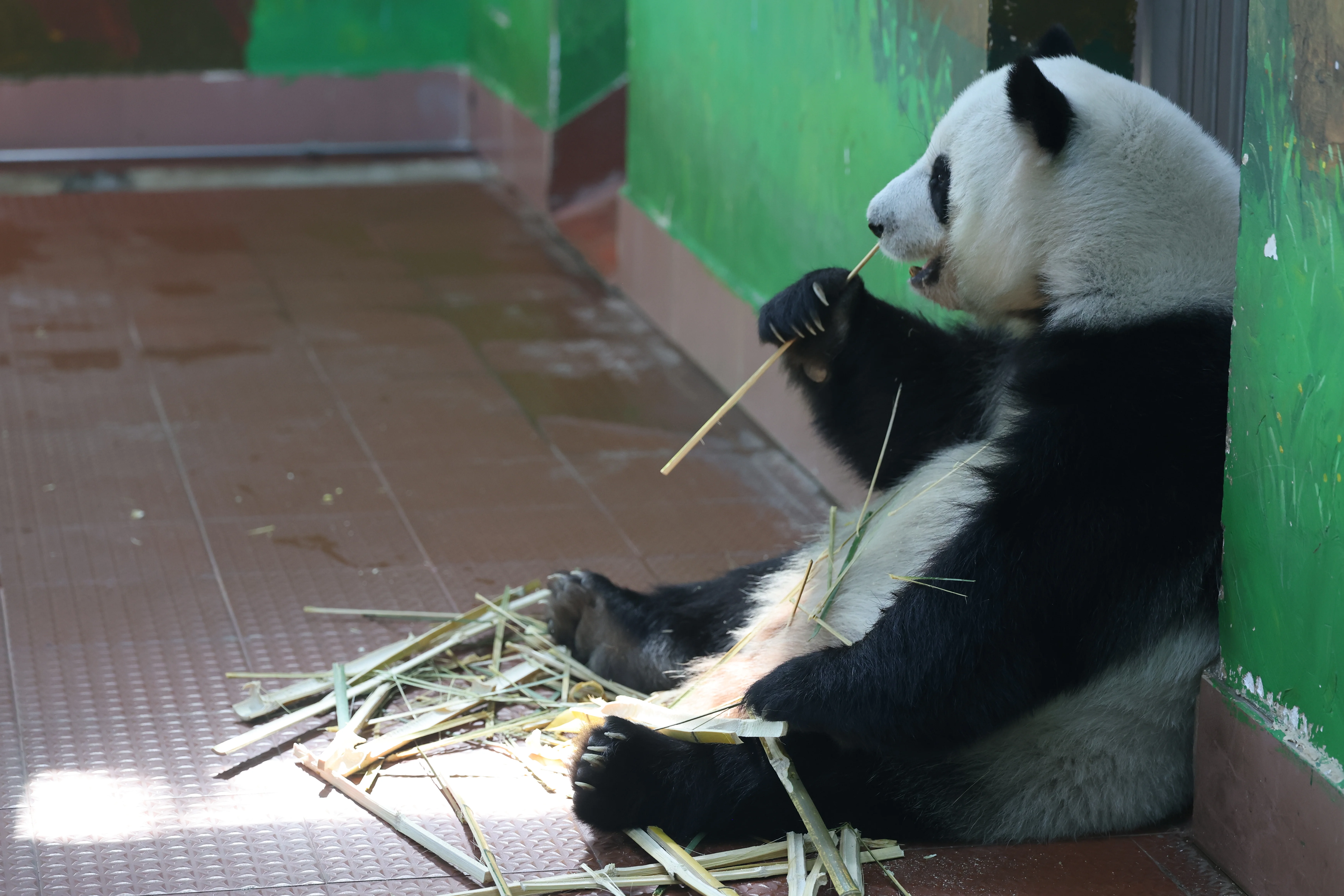 Guangzhou Zoo