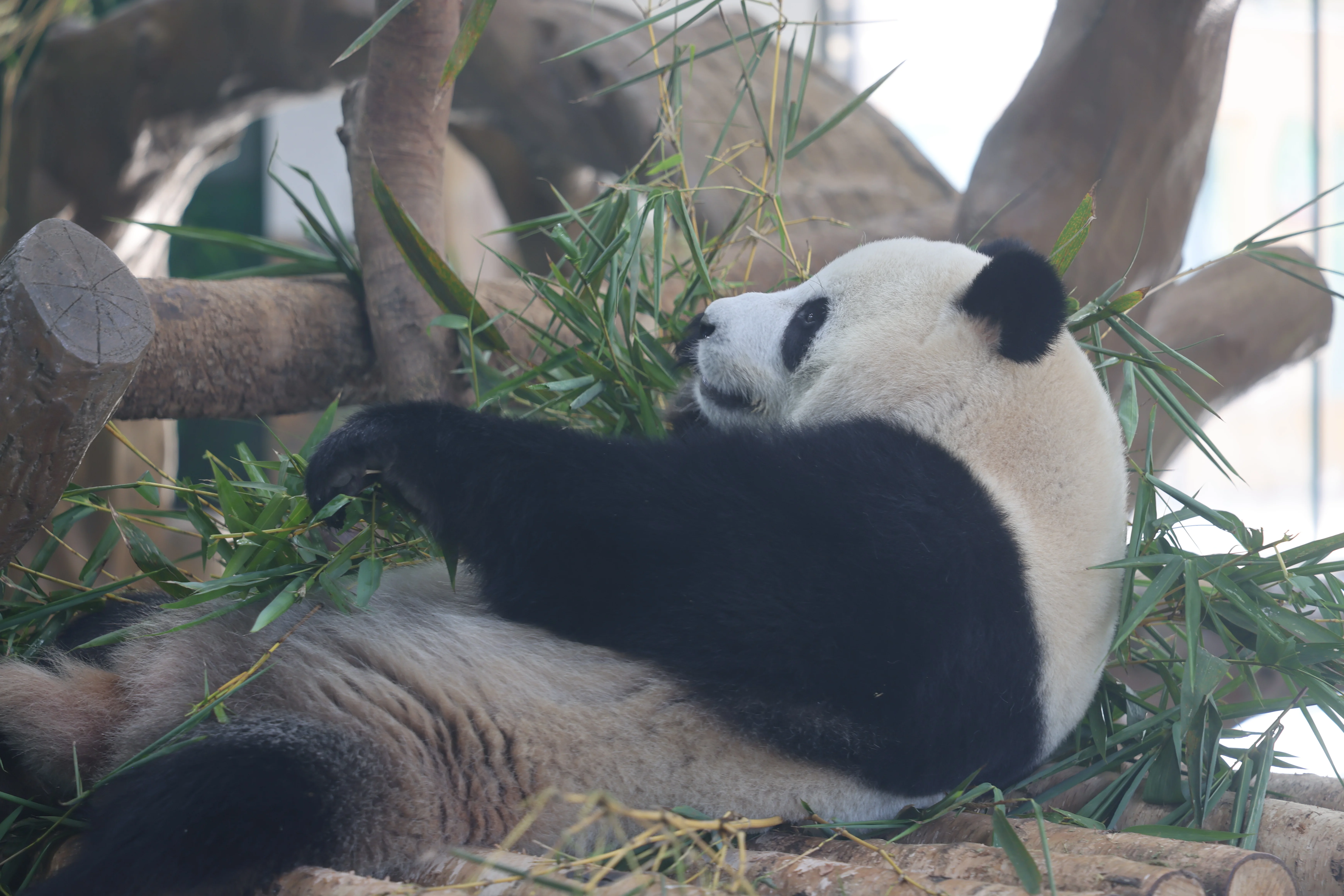 Guangzhou Zoo