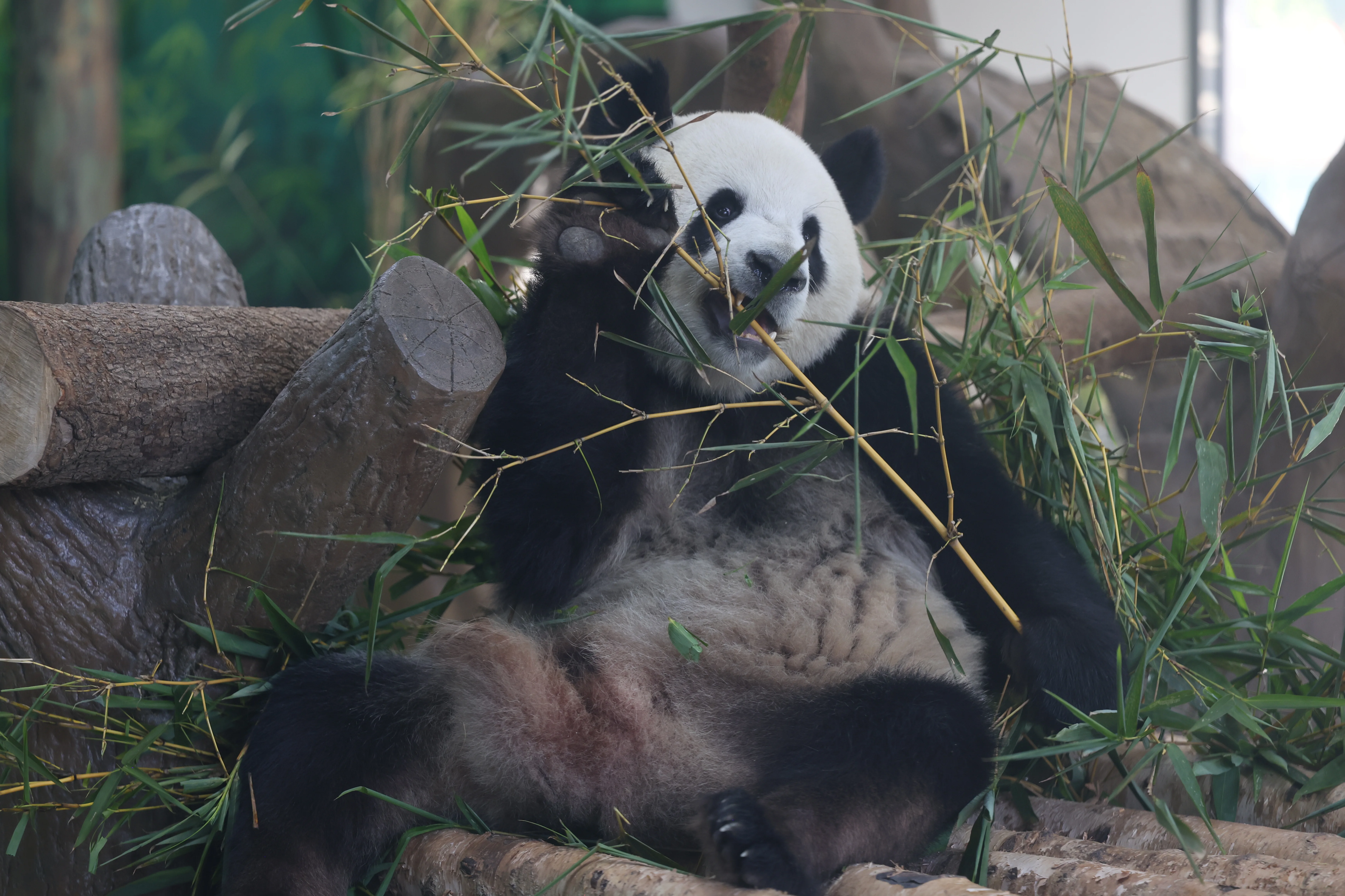 Guangzhou Zoo