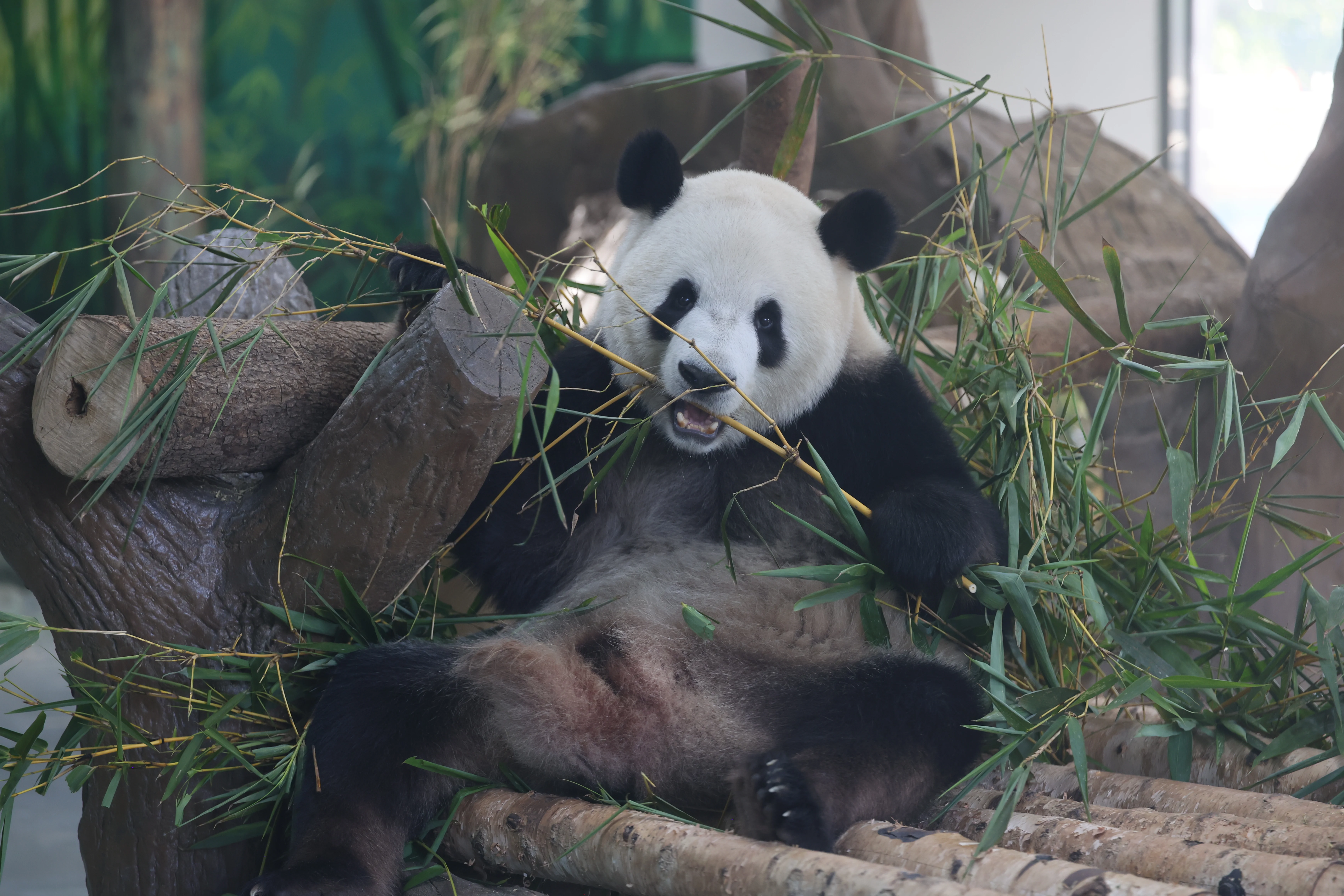 Guangzhou Zoo