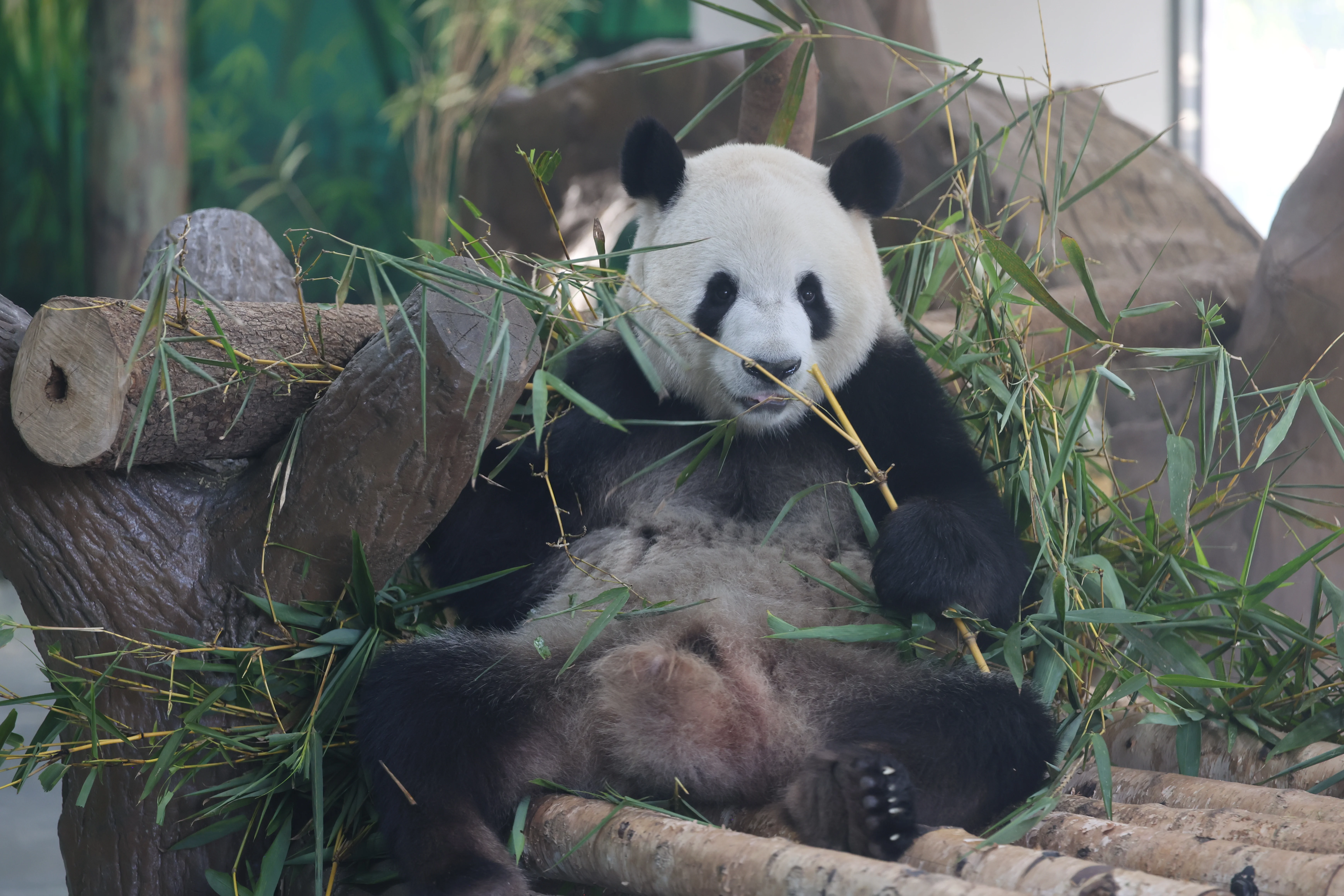 Guangzhou Zoo