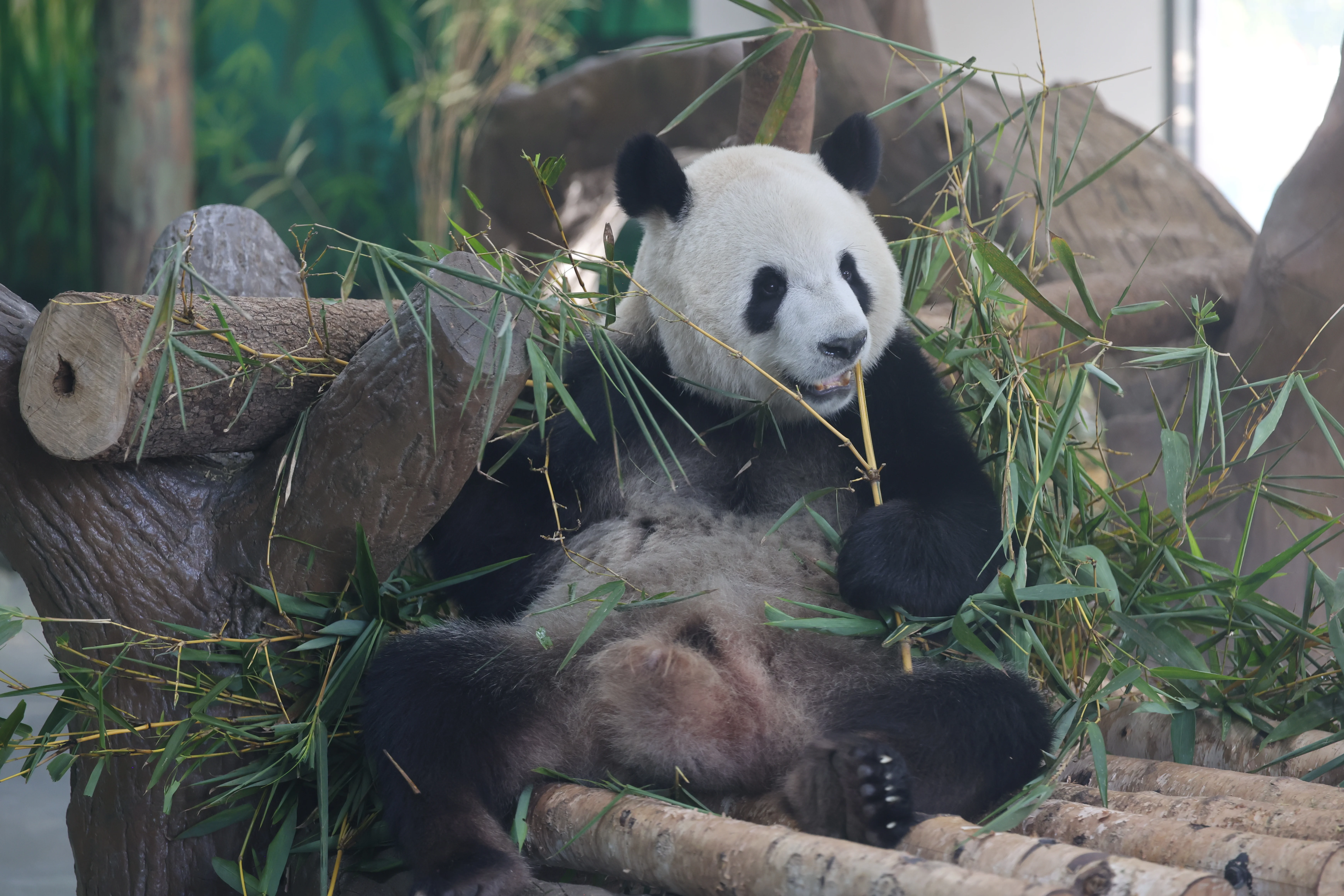 Guangzhou Zoo