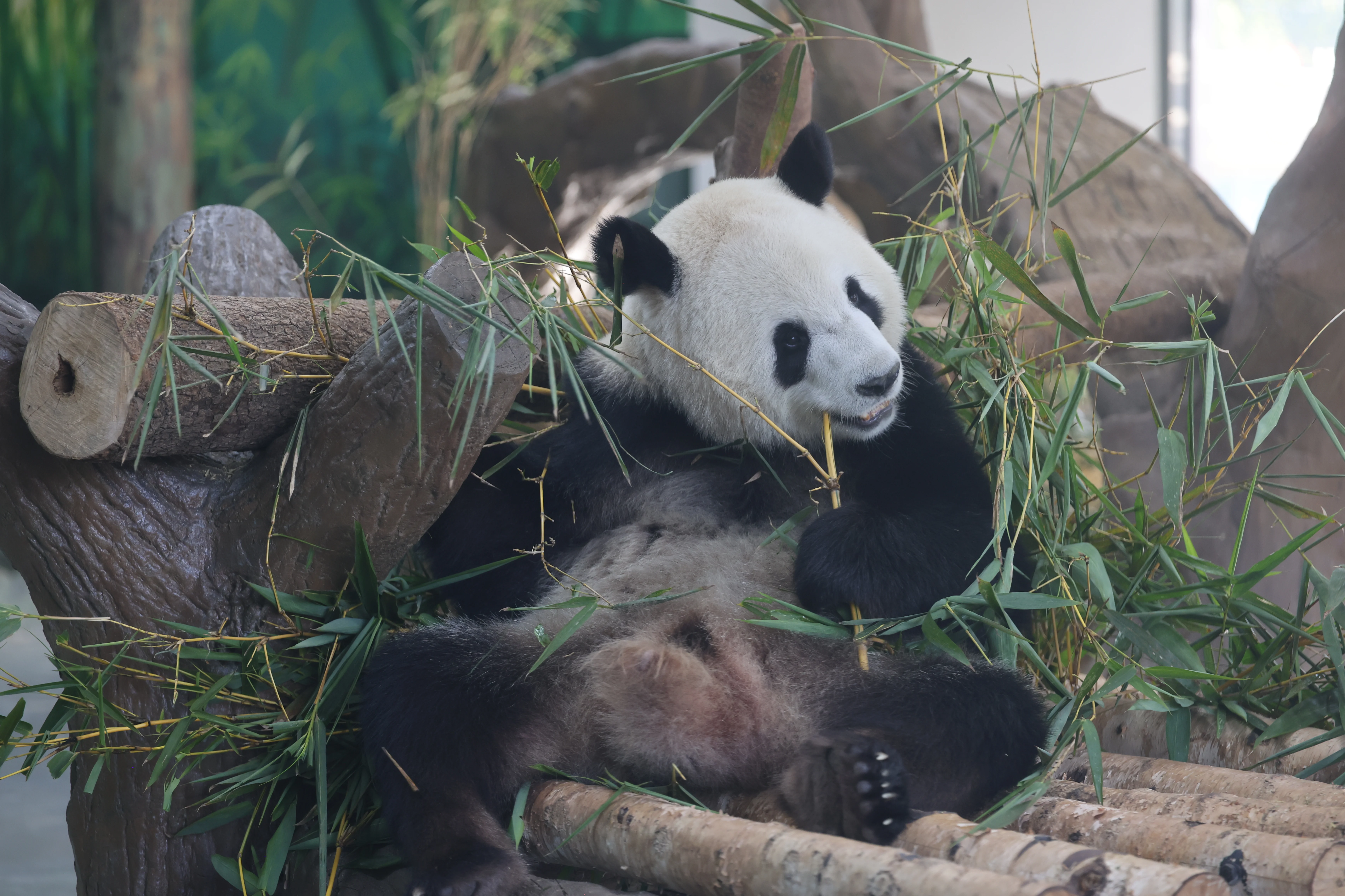 Guangzhou Zoo