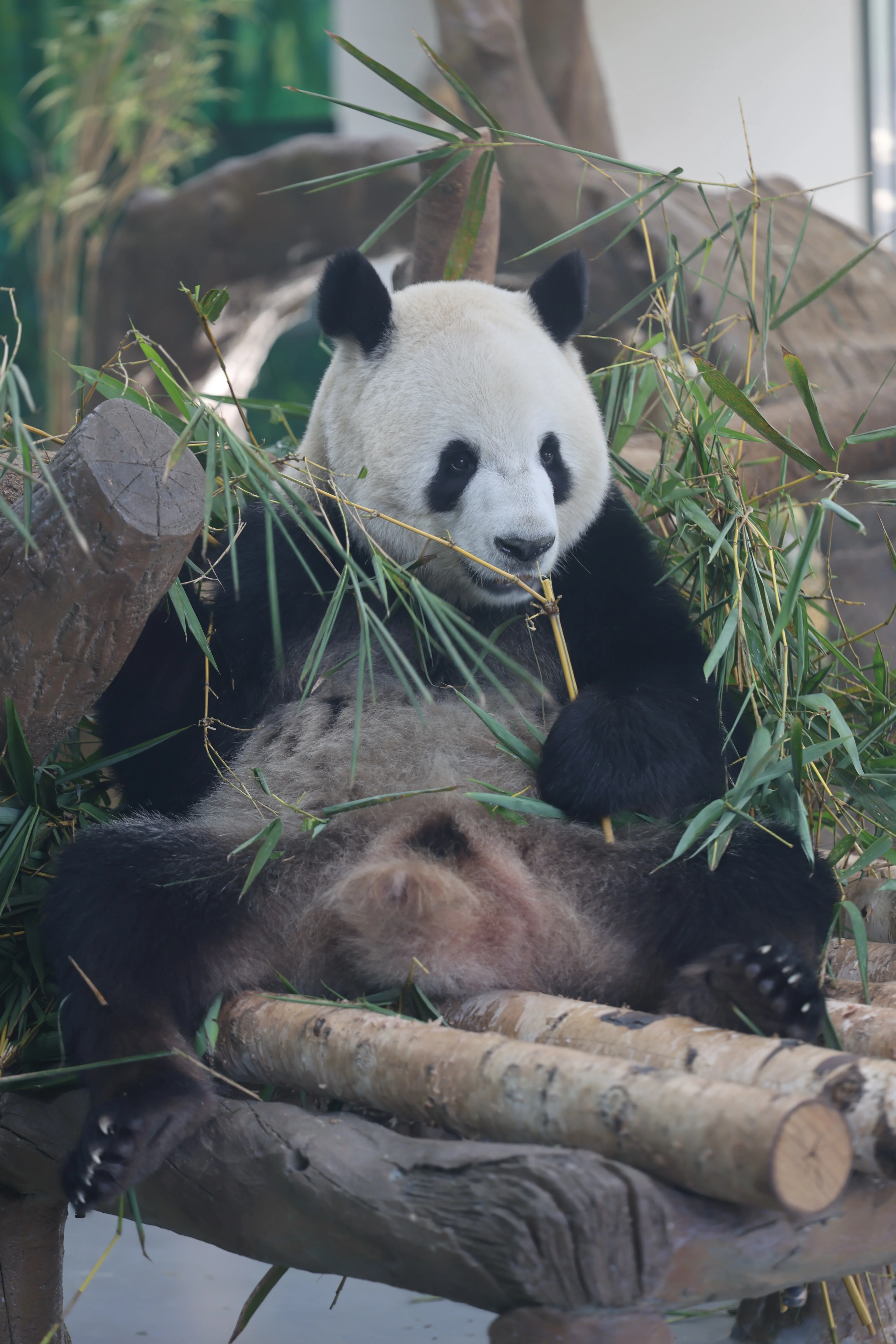 Guangzhou Zoo