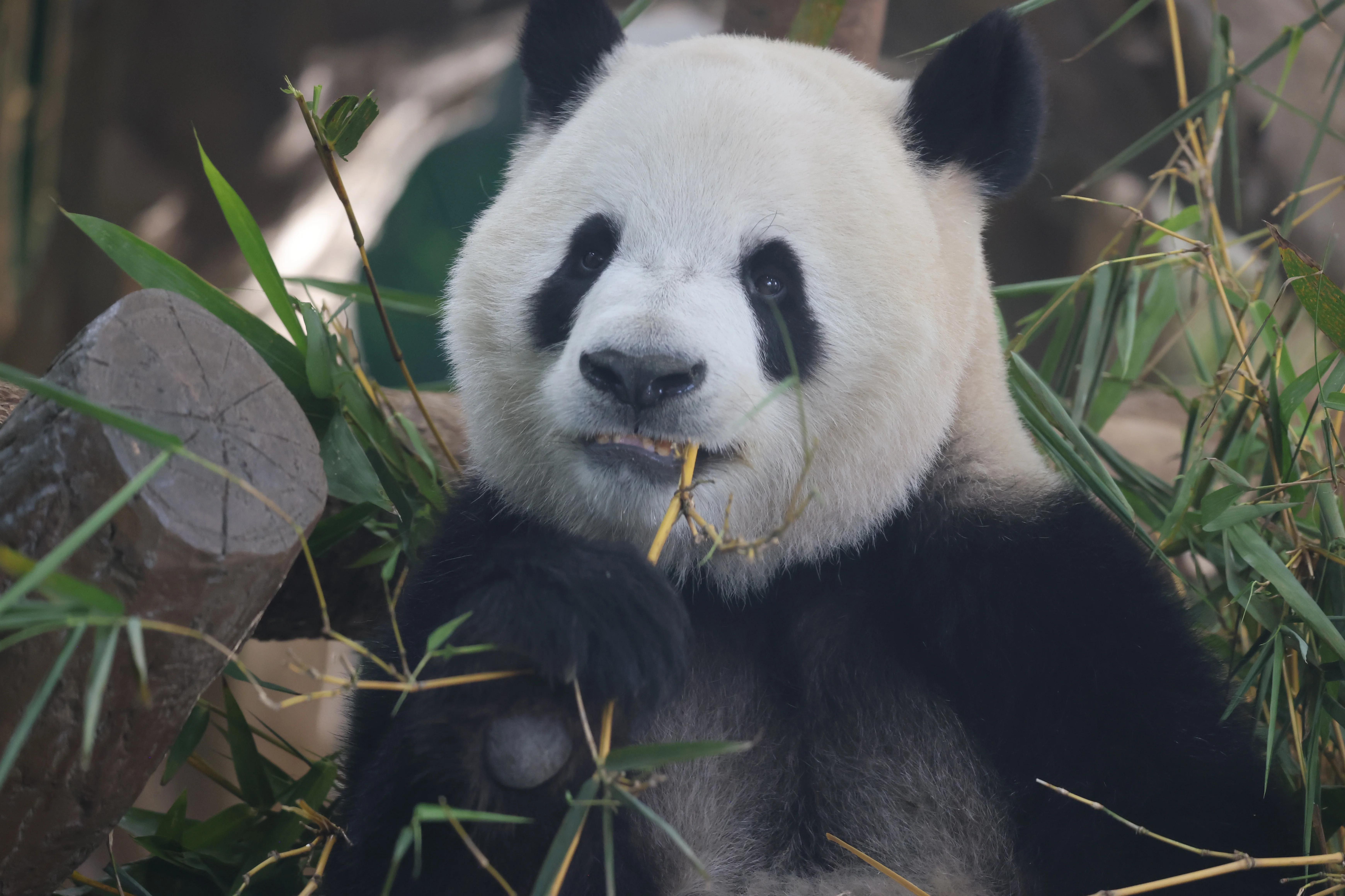 Guangzhou Zoo