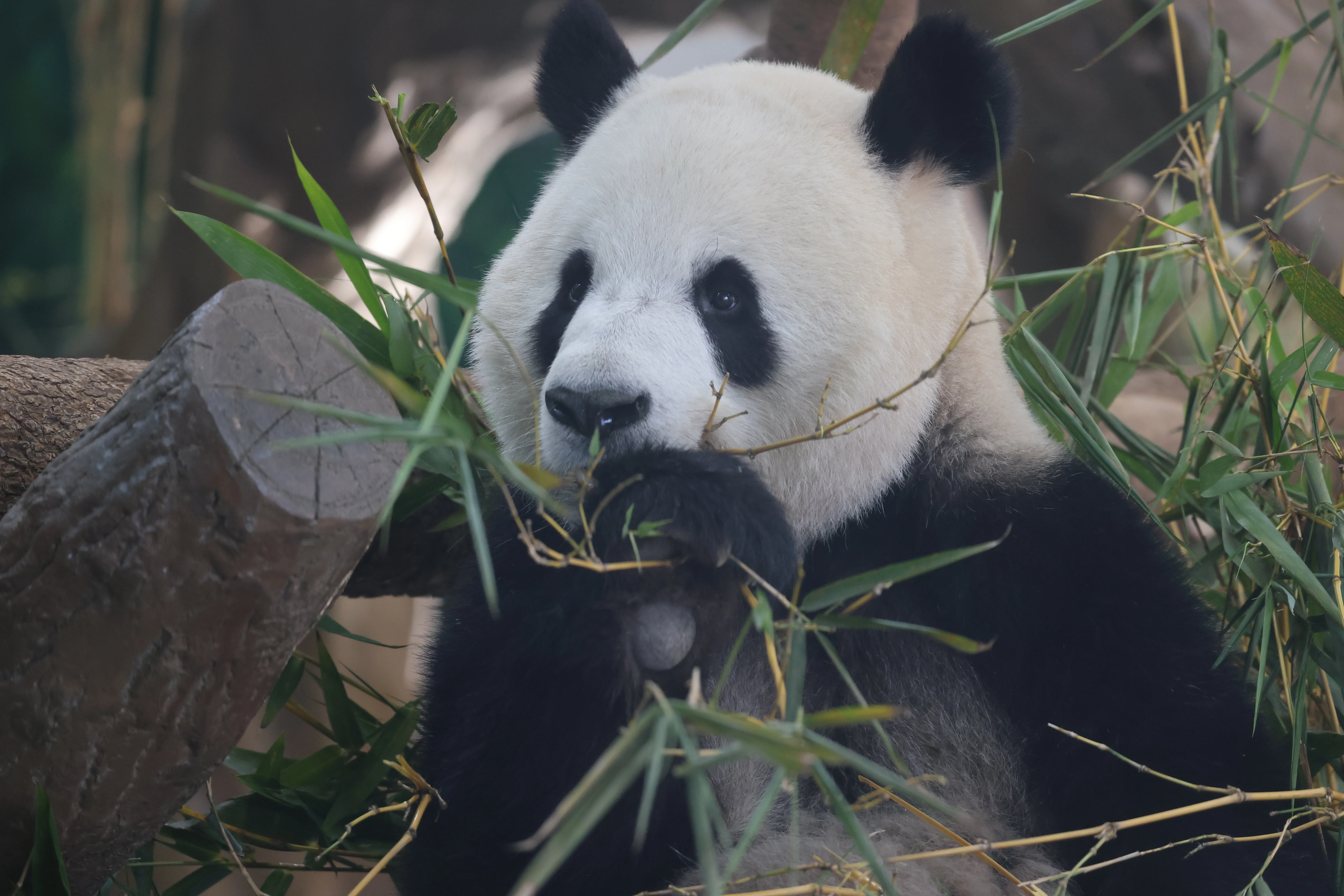 Guangzhou Zoo