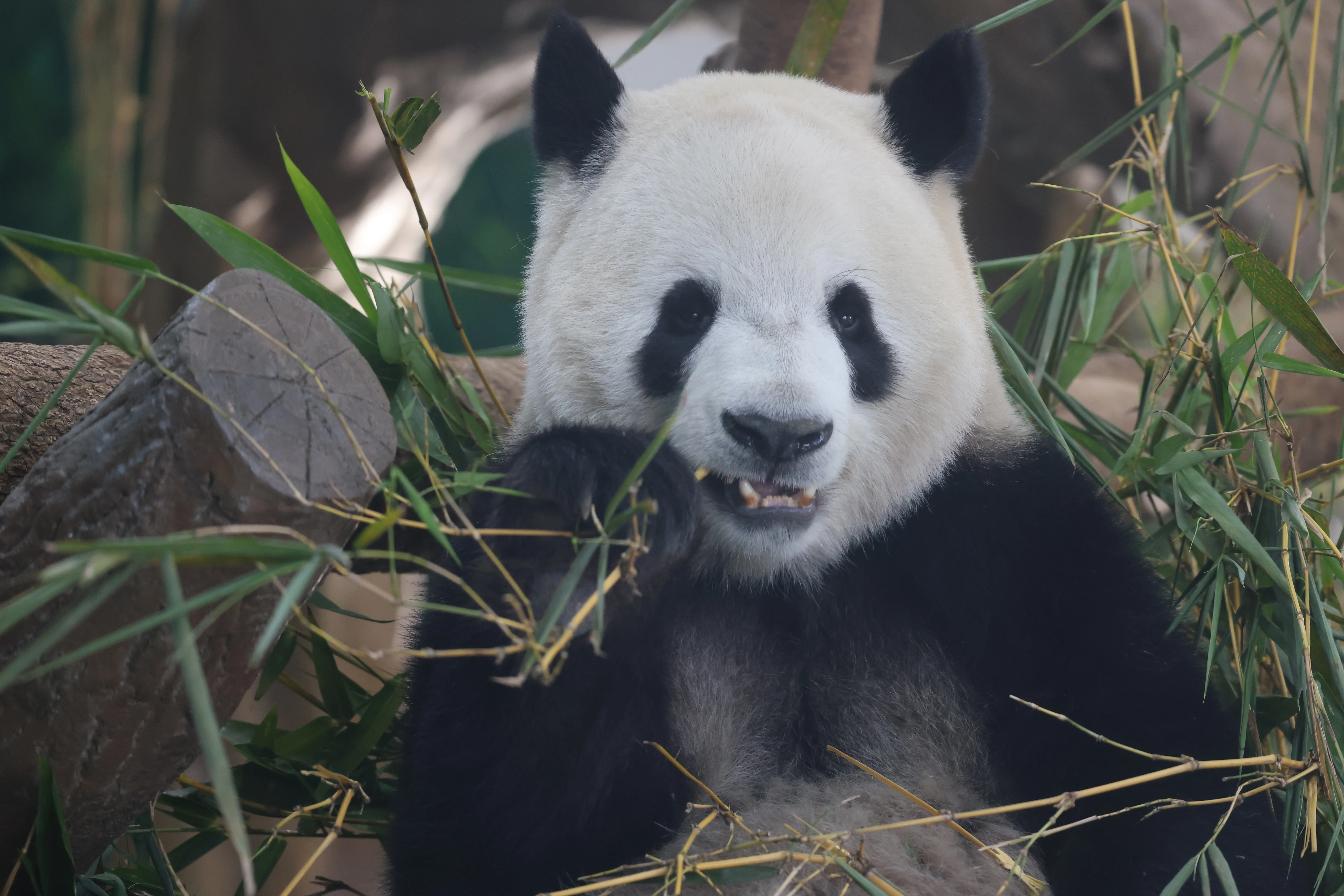 Guangzhou Zoo