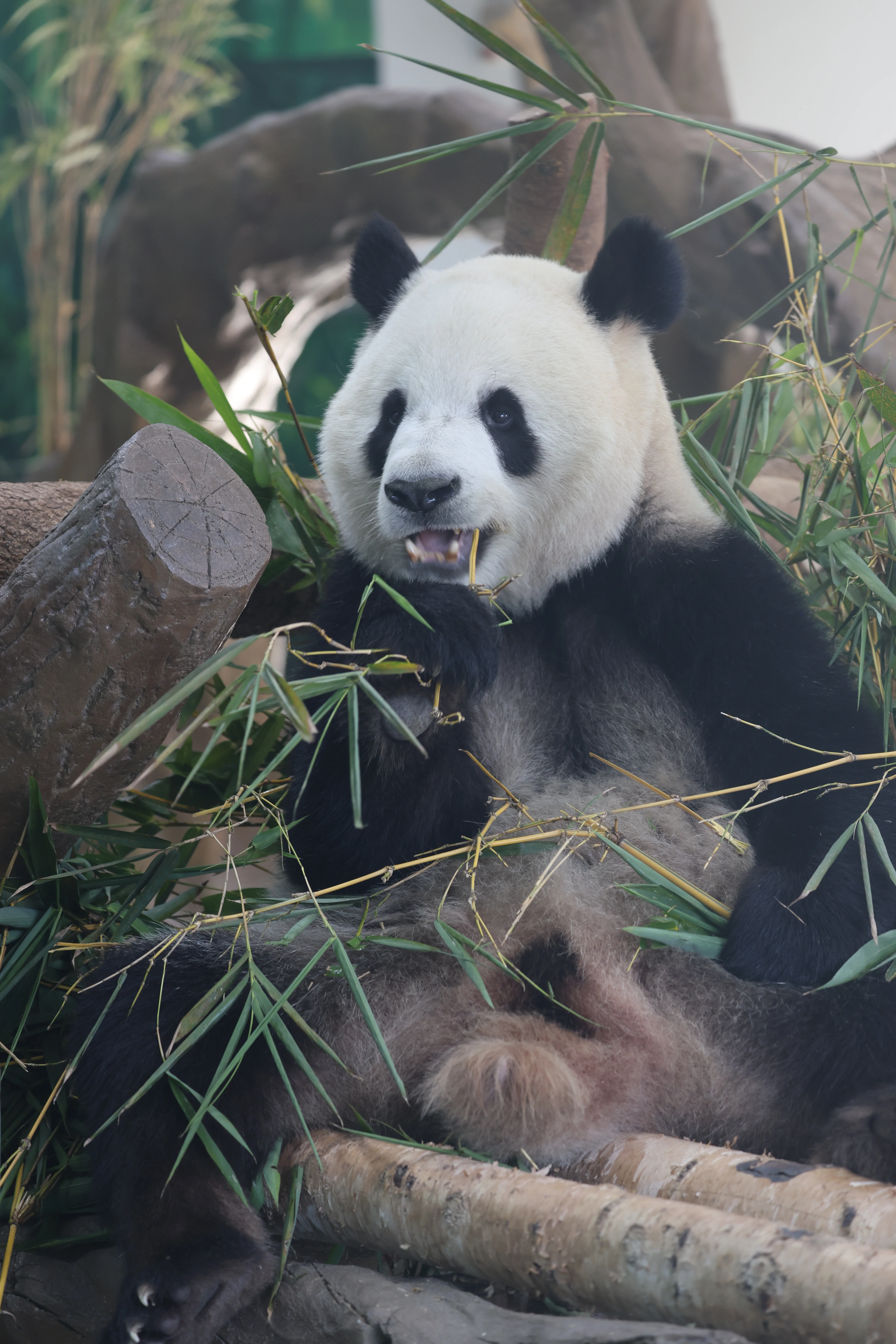 Guangzhou Zoo