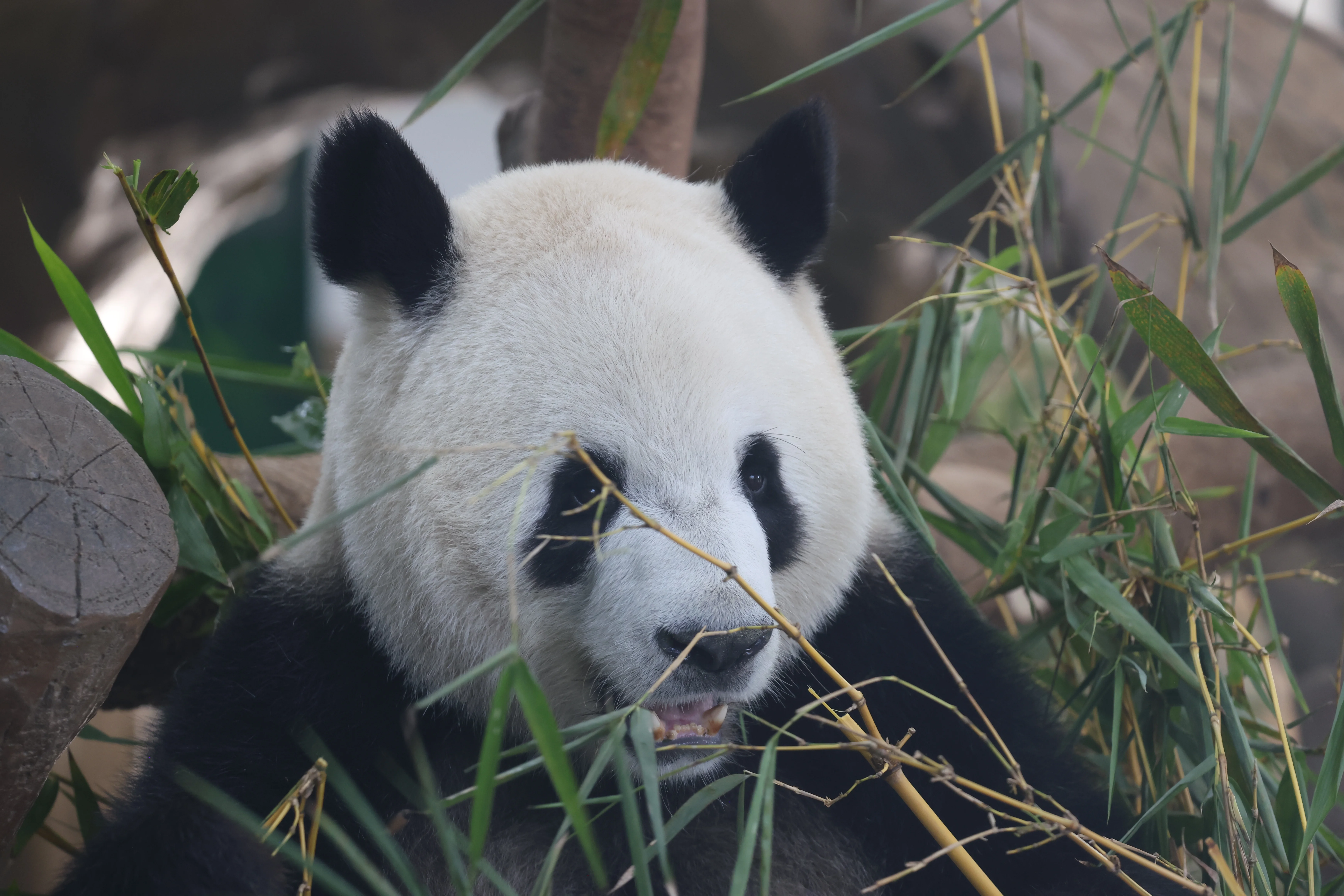 Guangzhou Zoo
