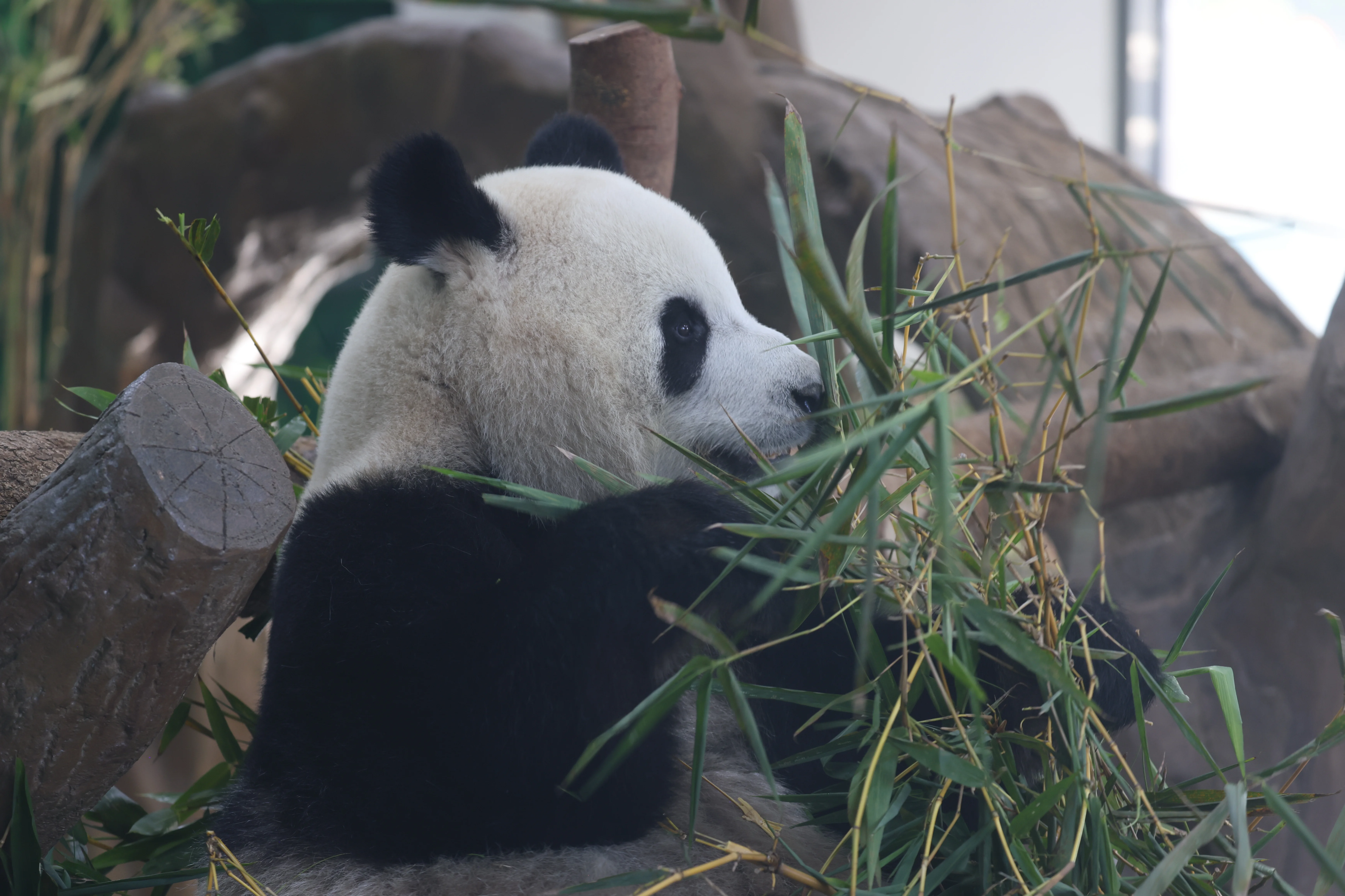 Guangzhou Zoo