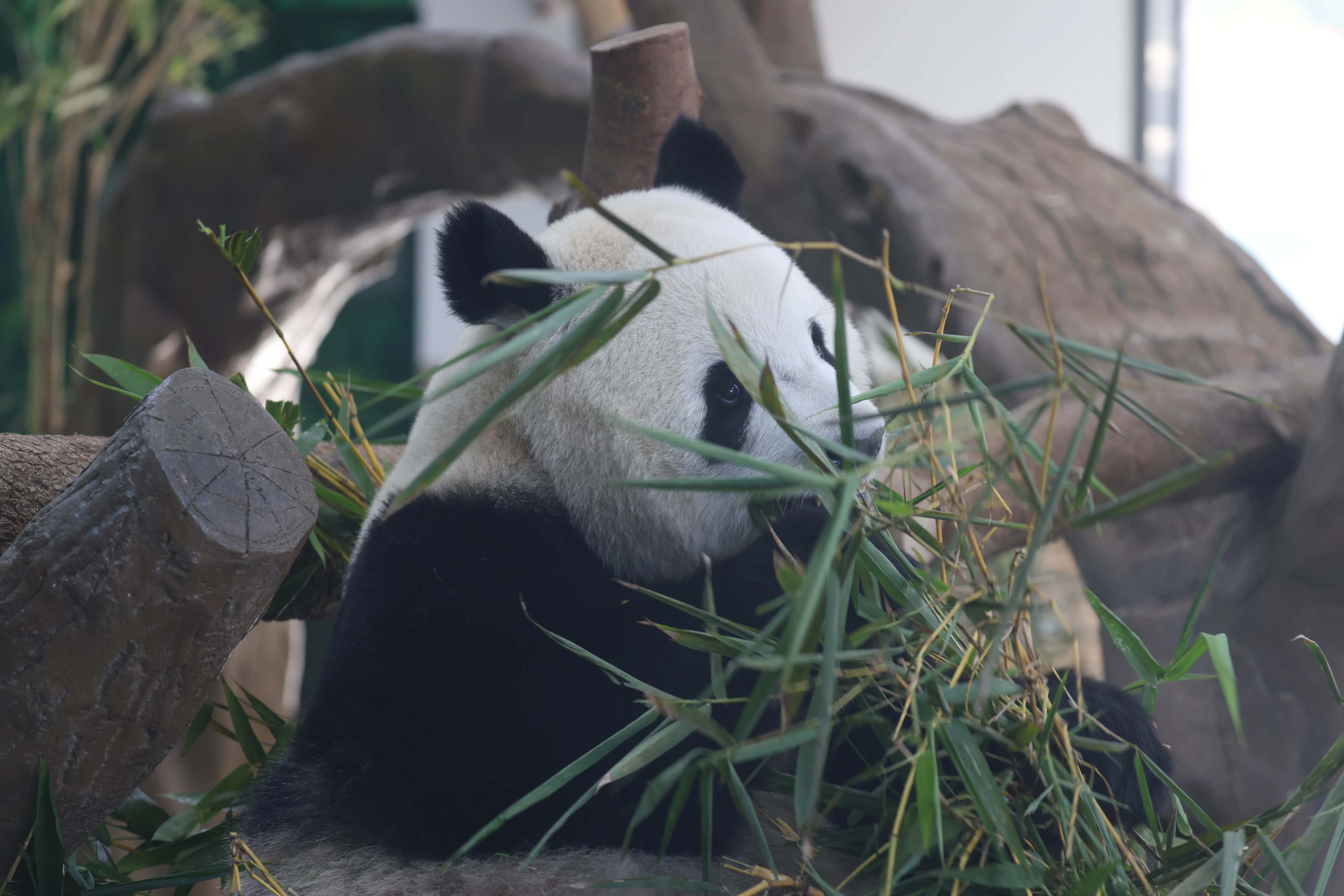 Guangzhou Zoo