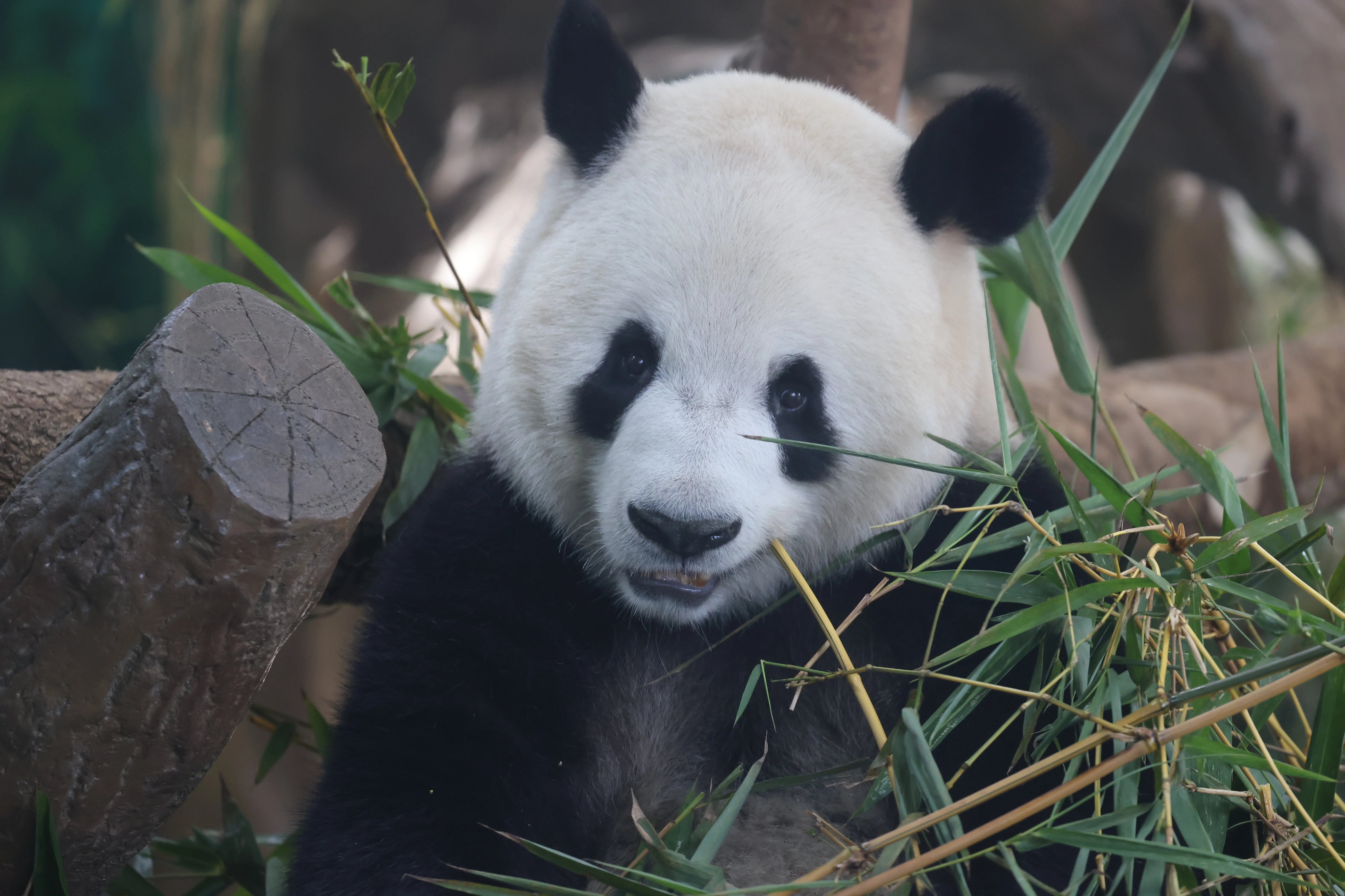 Guangzhou Zoo