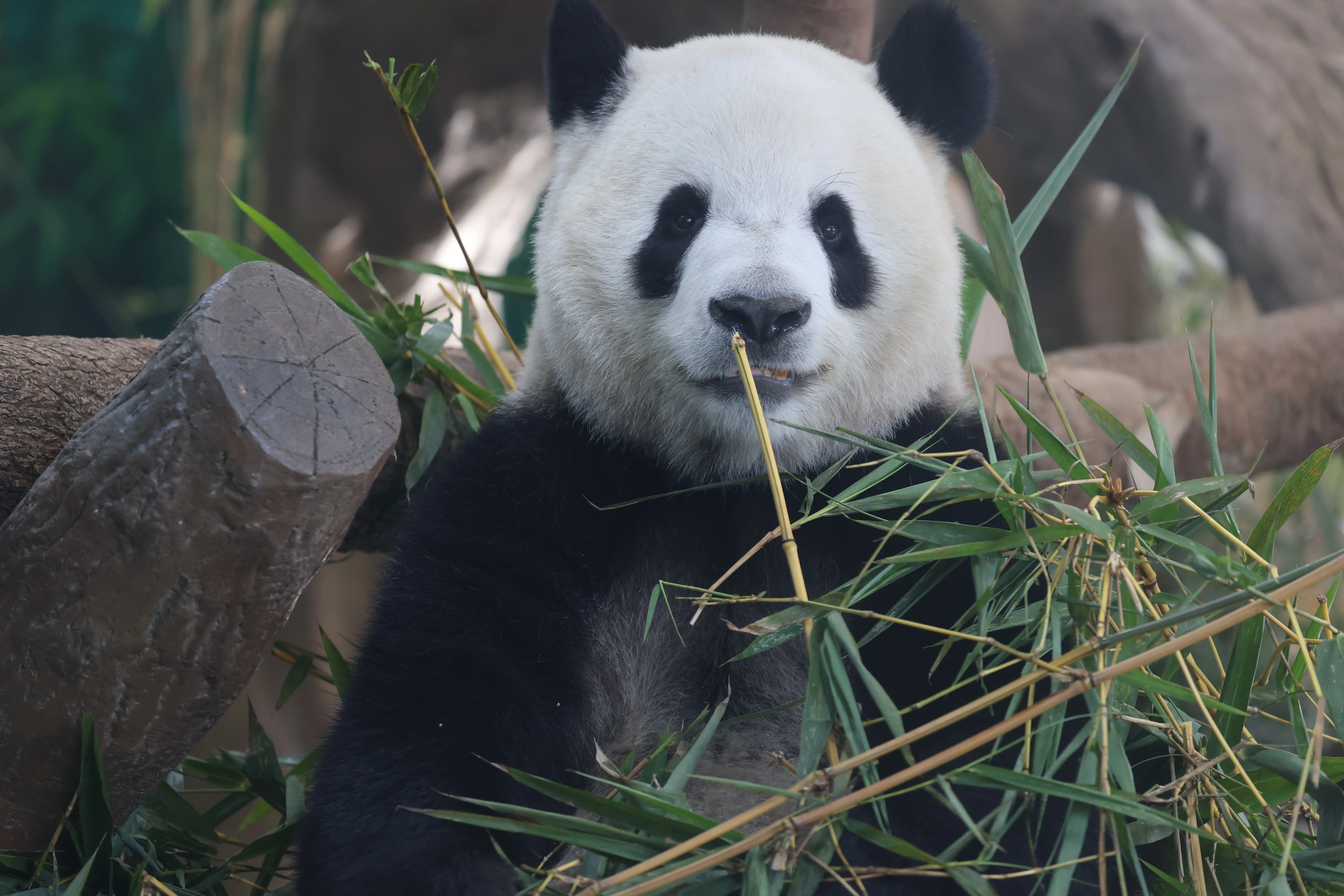 Guangzhou Zoo