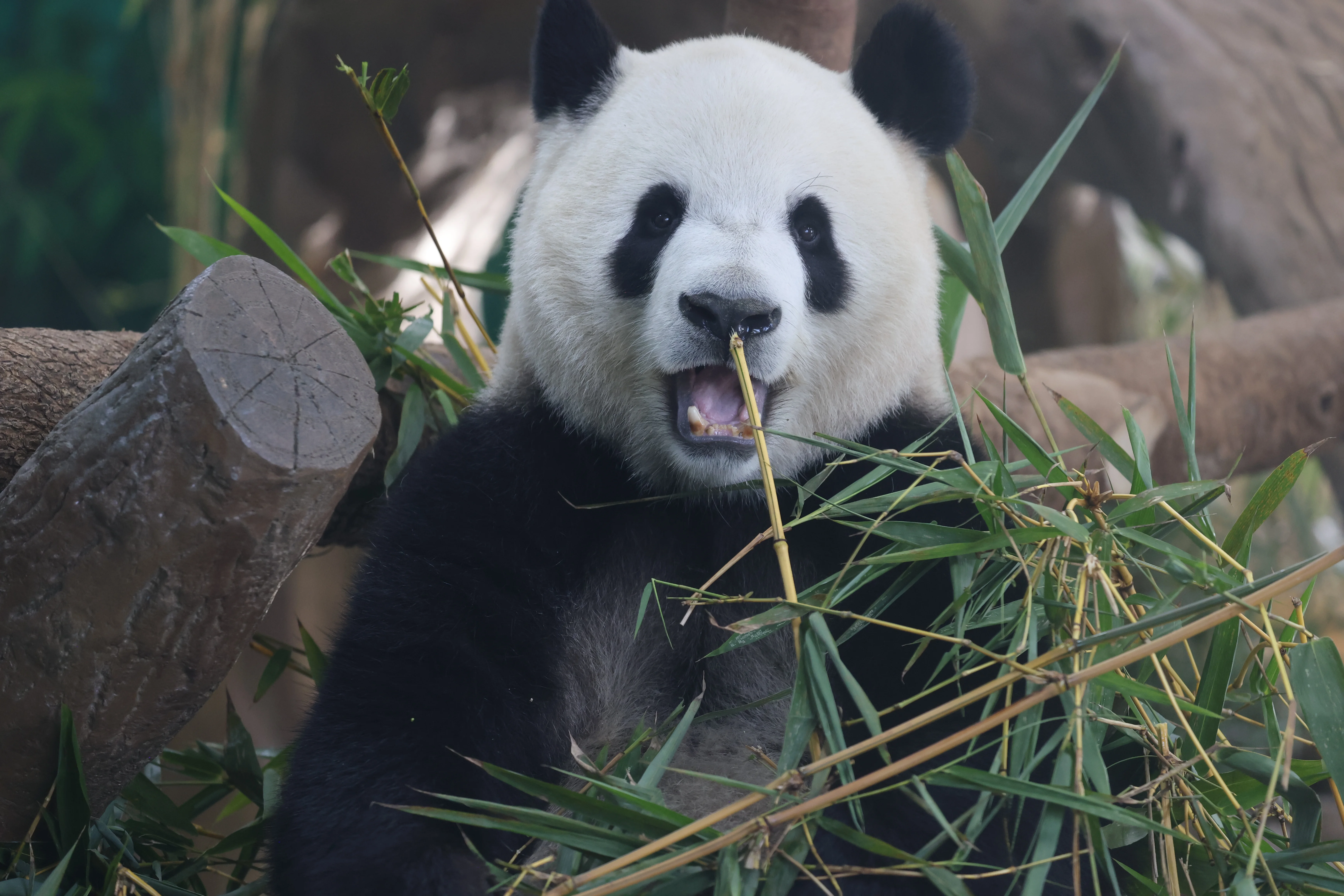 Guangzhou Zoo