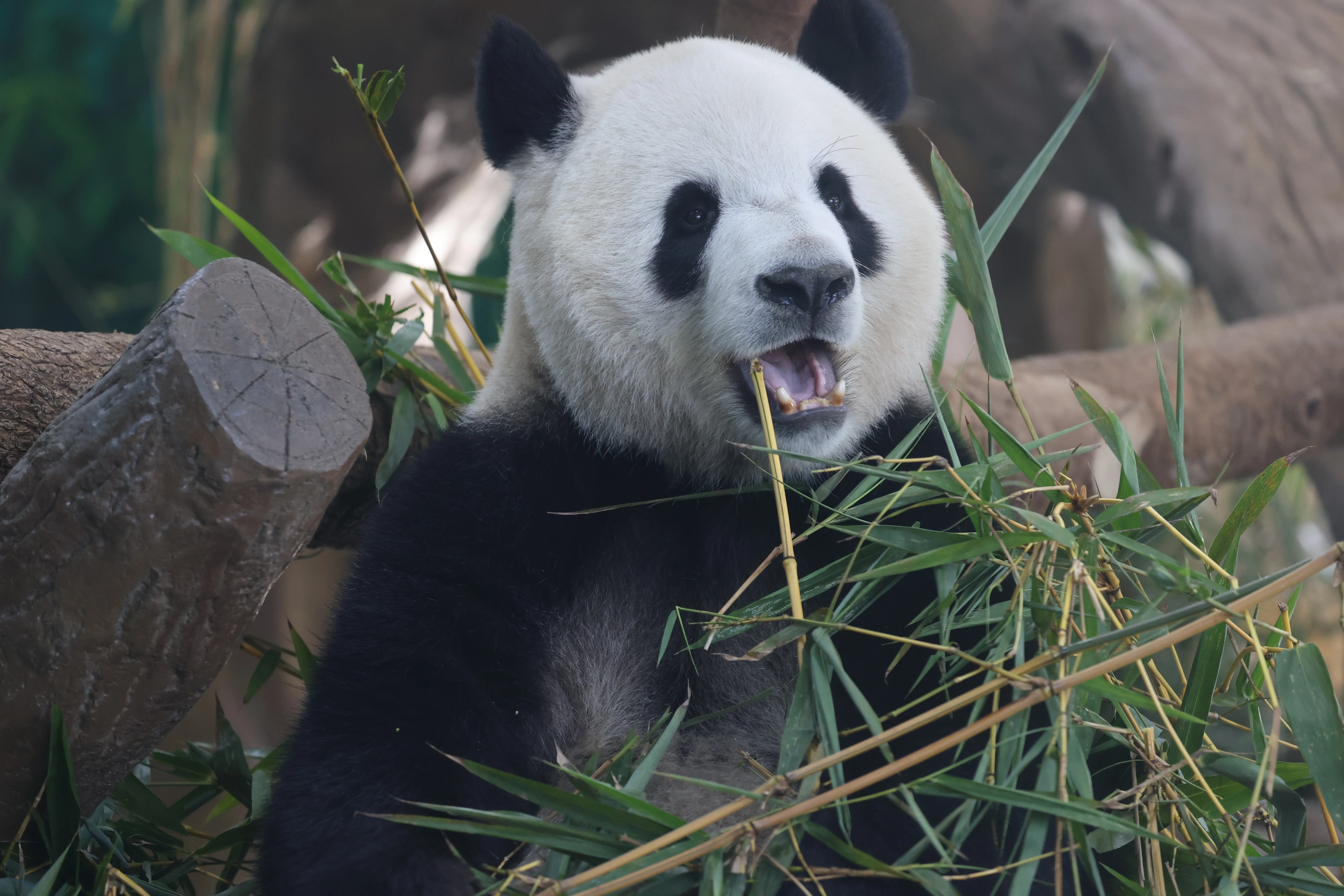 Guangzhou Zoo