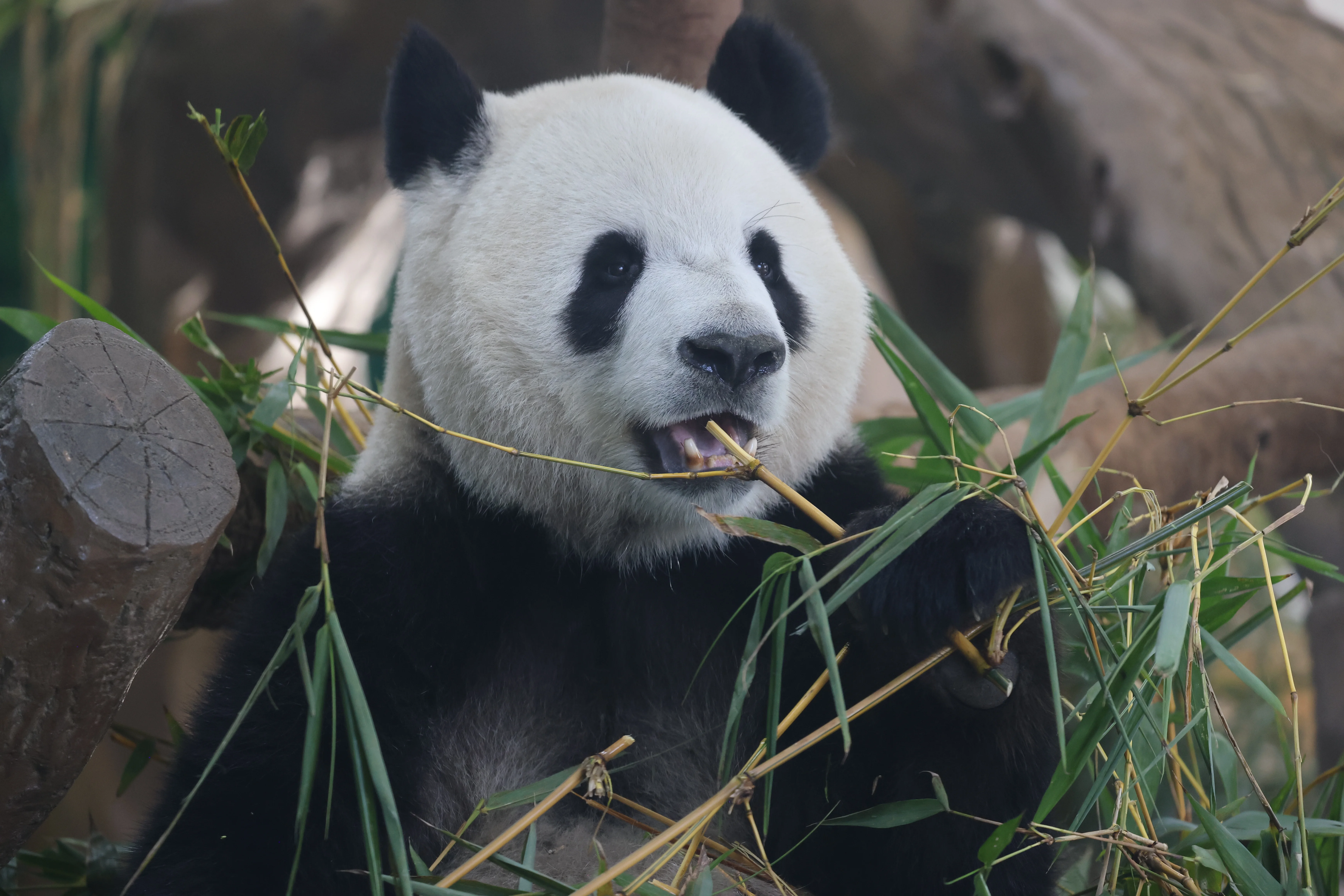 Guangzhou Zoo