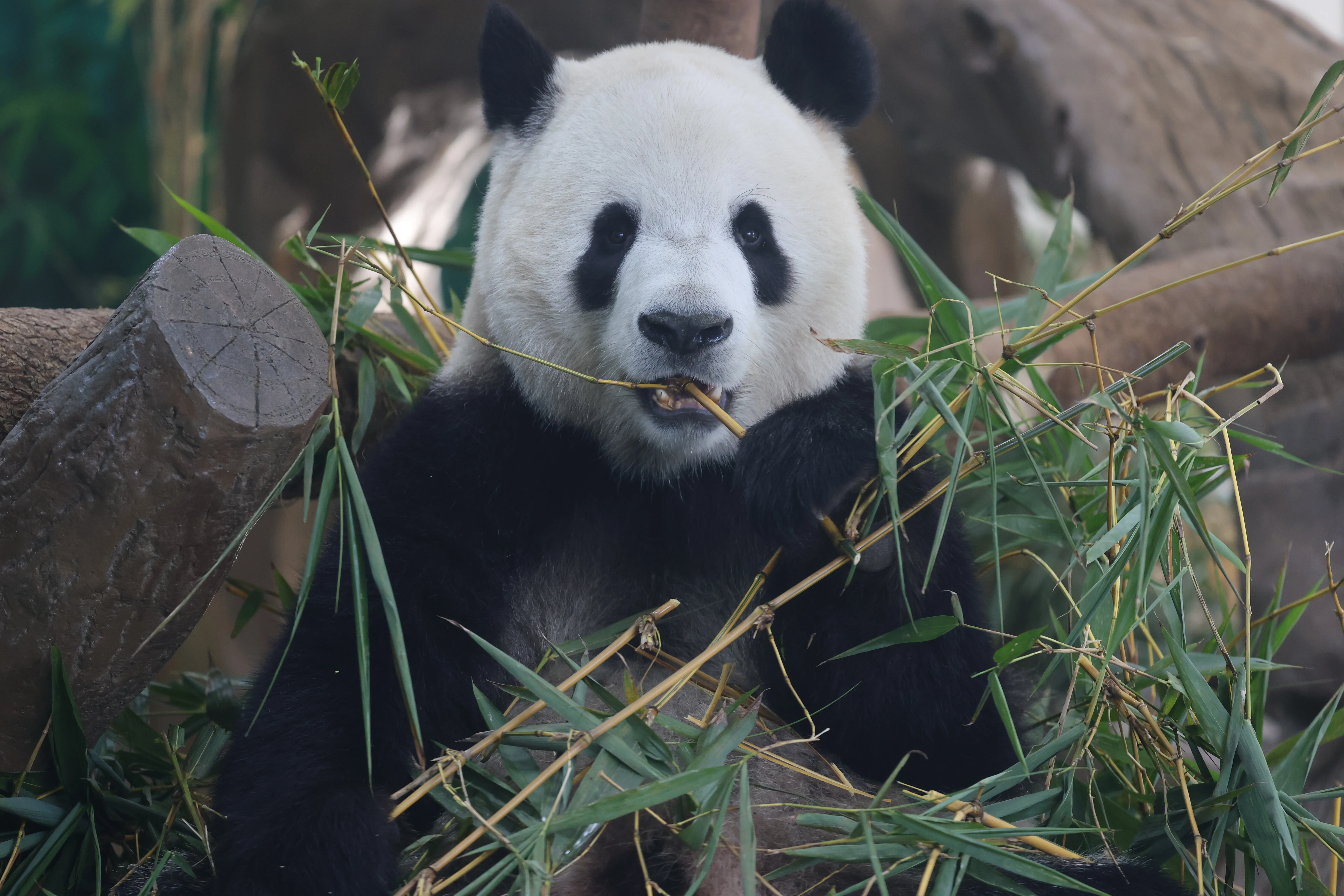 Guangzhou Zoo
