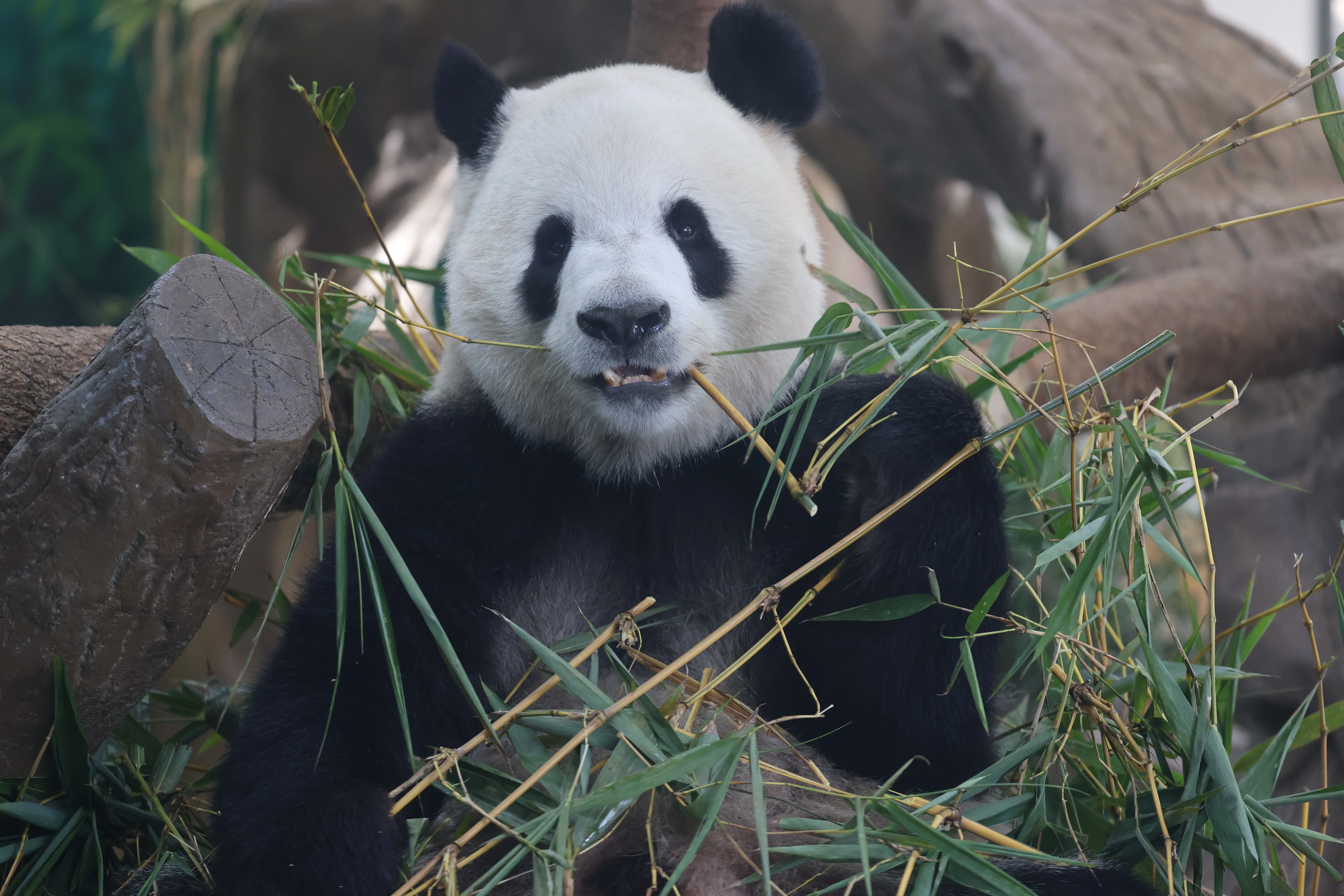Guangzhou Zoo