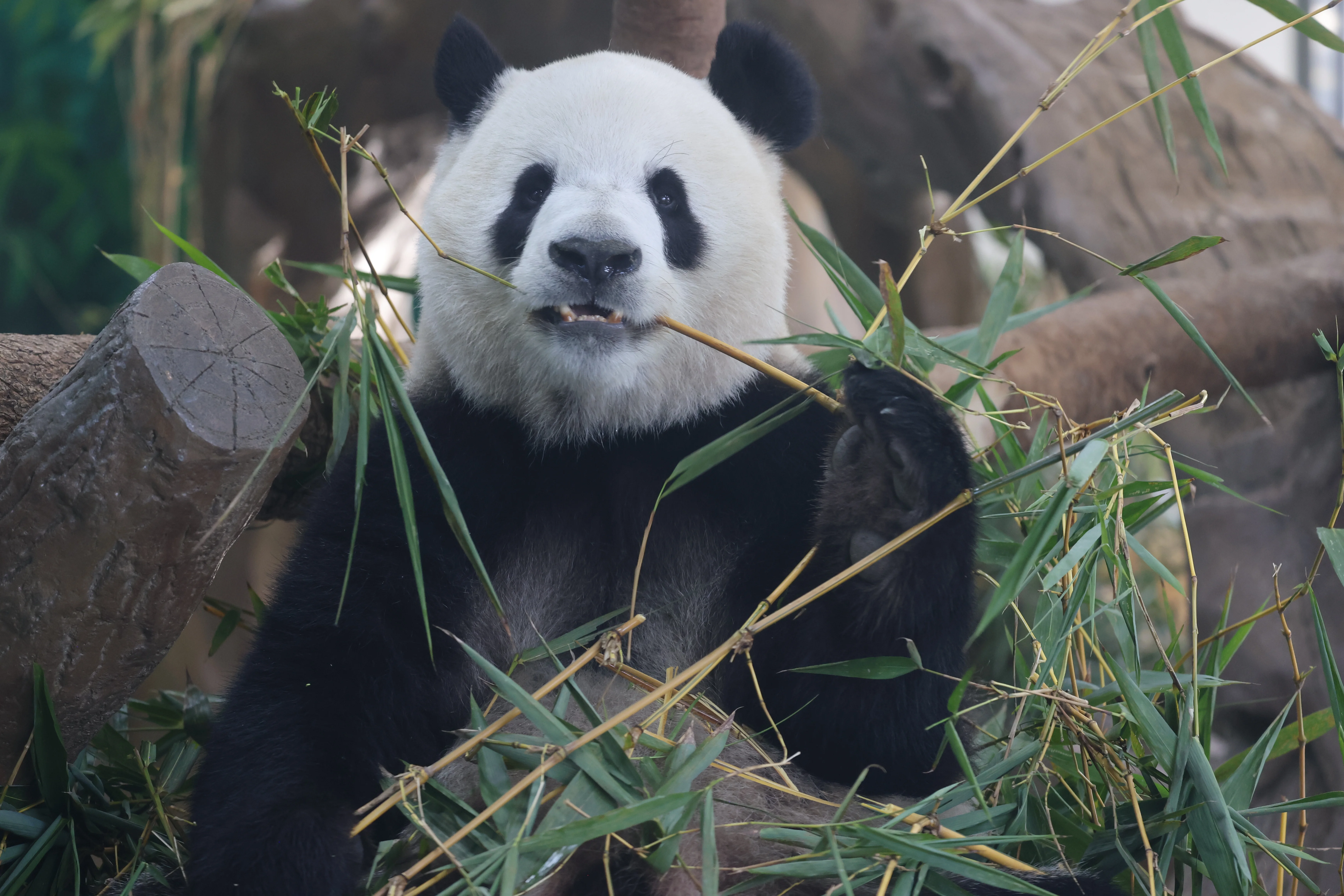 Guangzhou Zoo