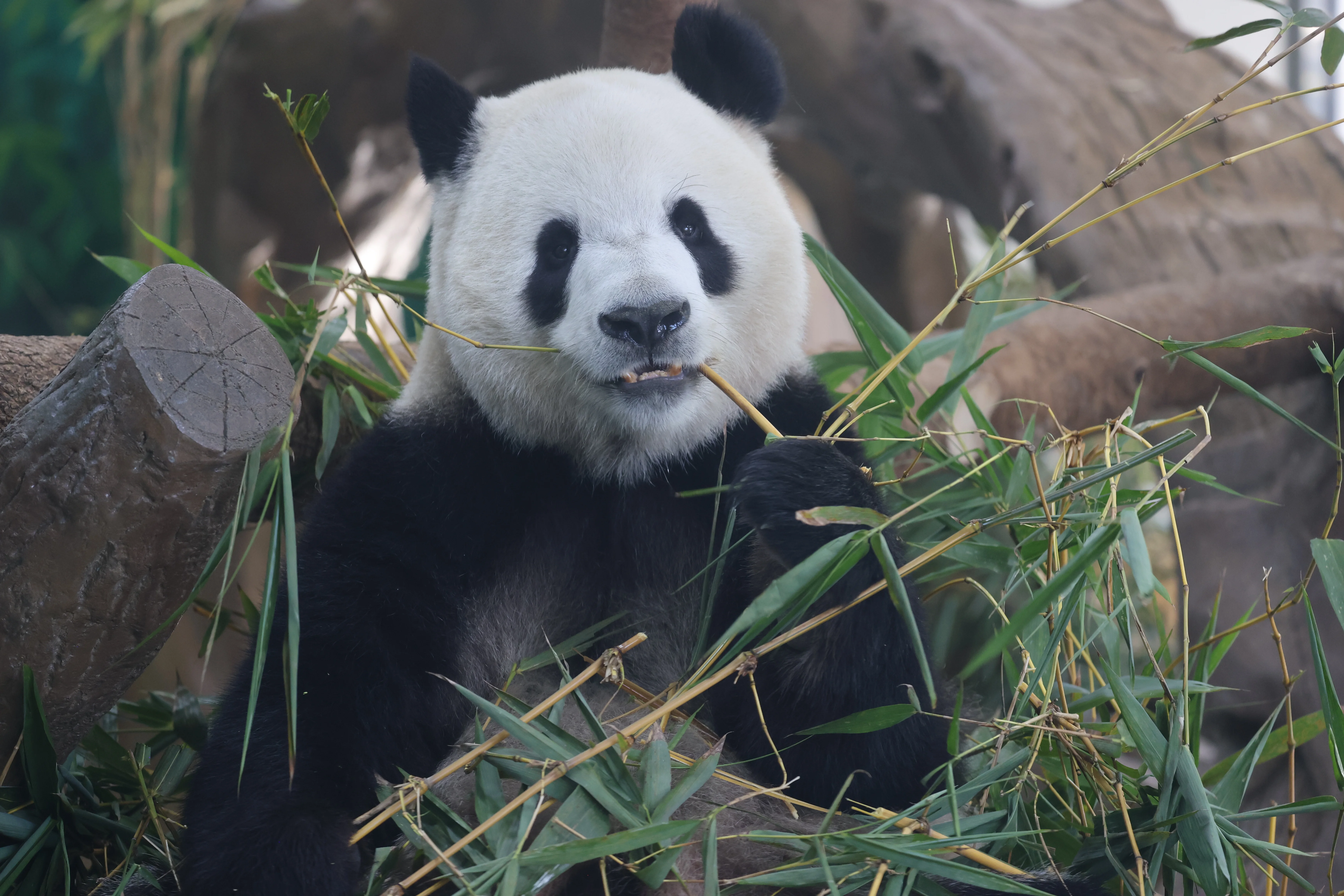 Guangzhou Zoo