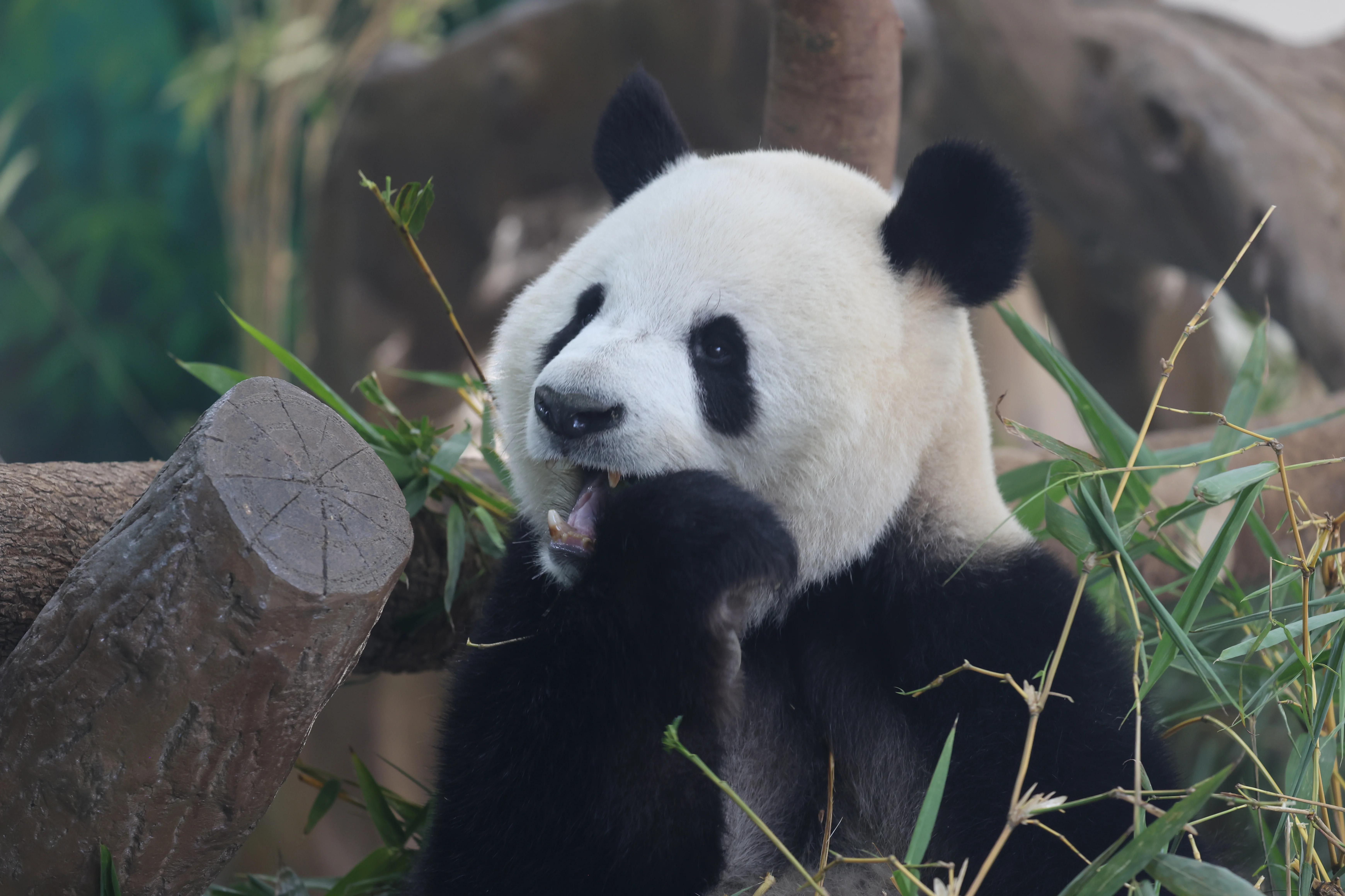 Guangzhou Zoo