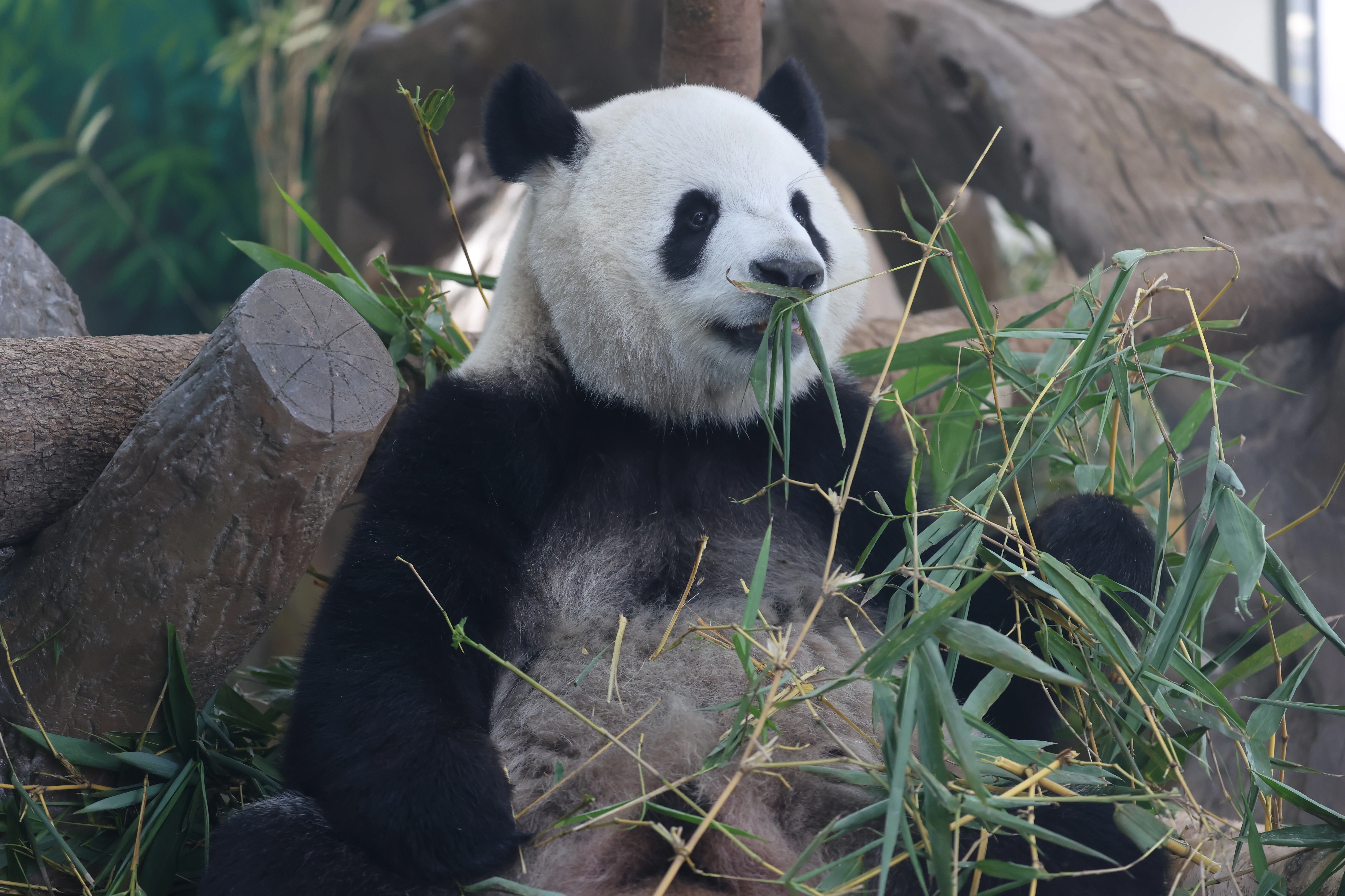 Guangzhou Zoo