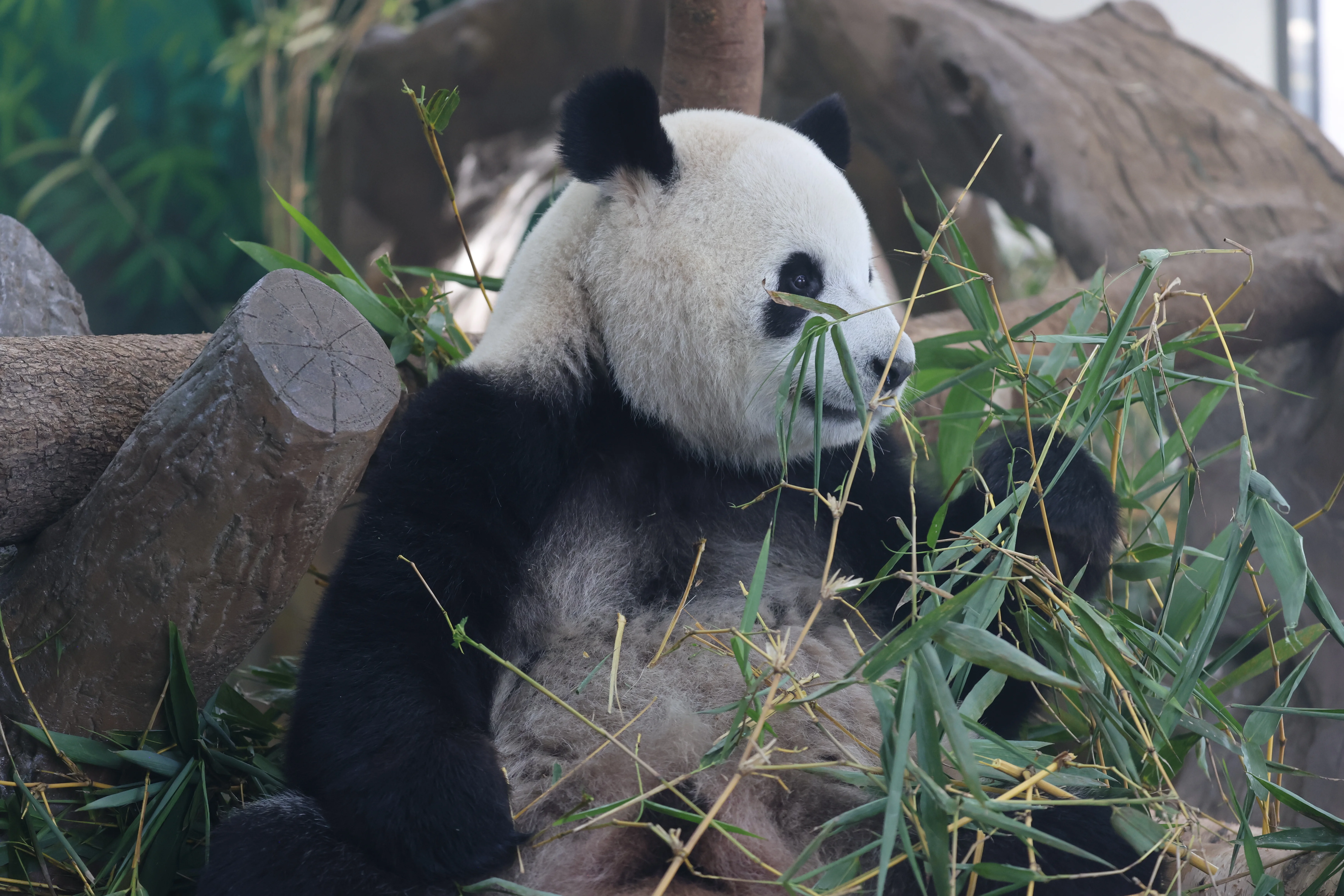 Guangzhou Zoo