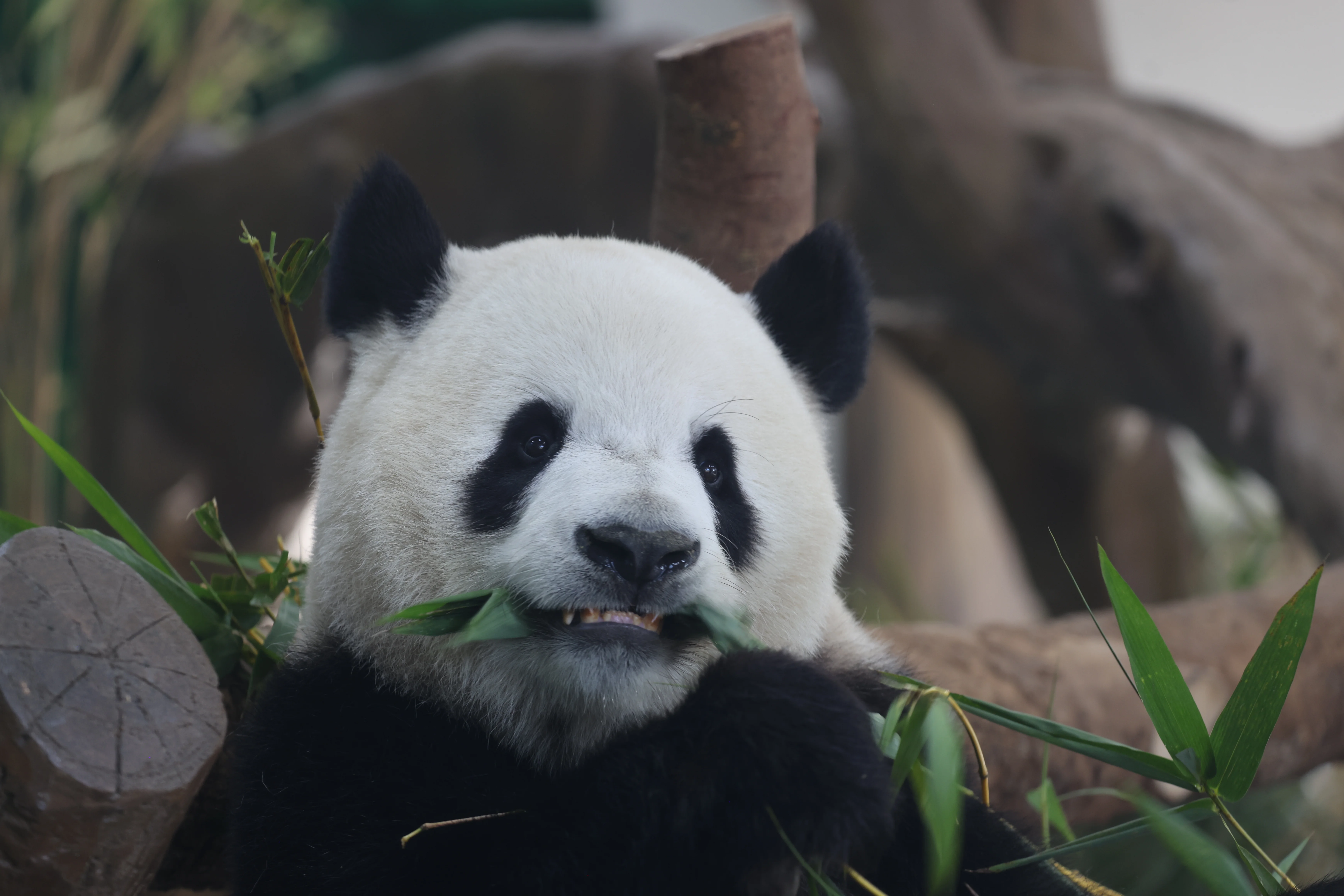 Guangzhou Zoo
