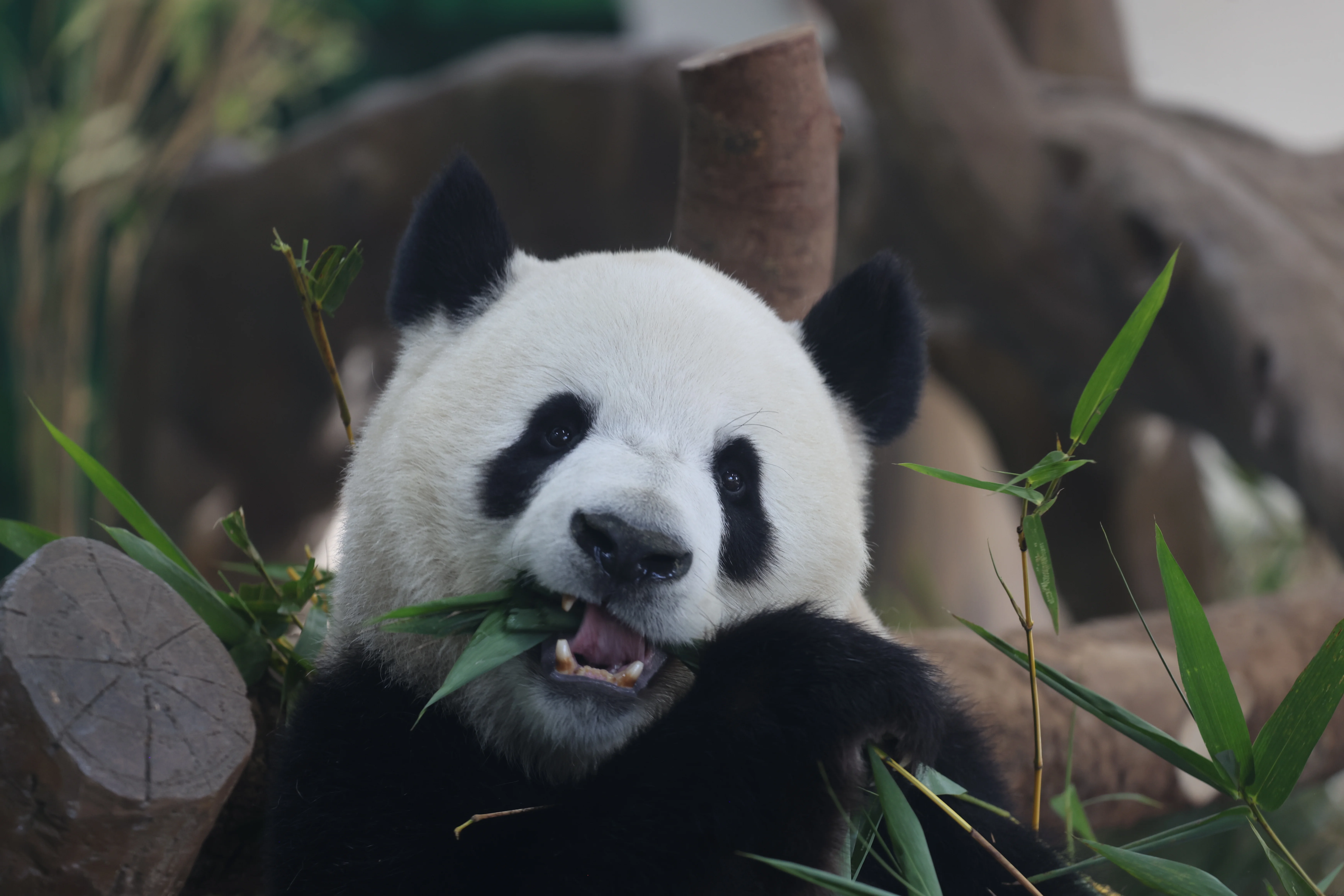 Guangzhou Zoo
