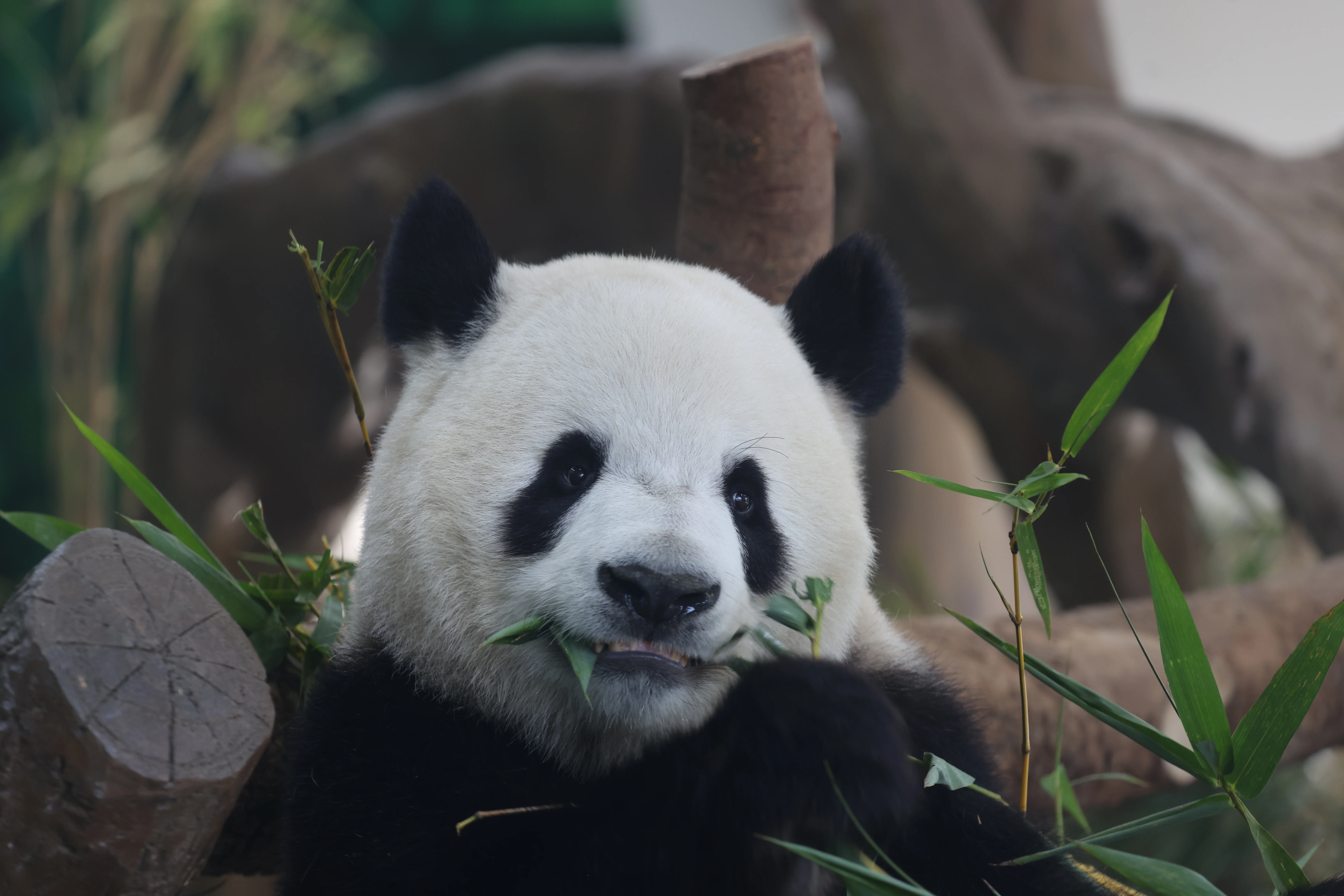 Guangzhou Zoo