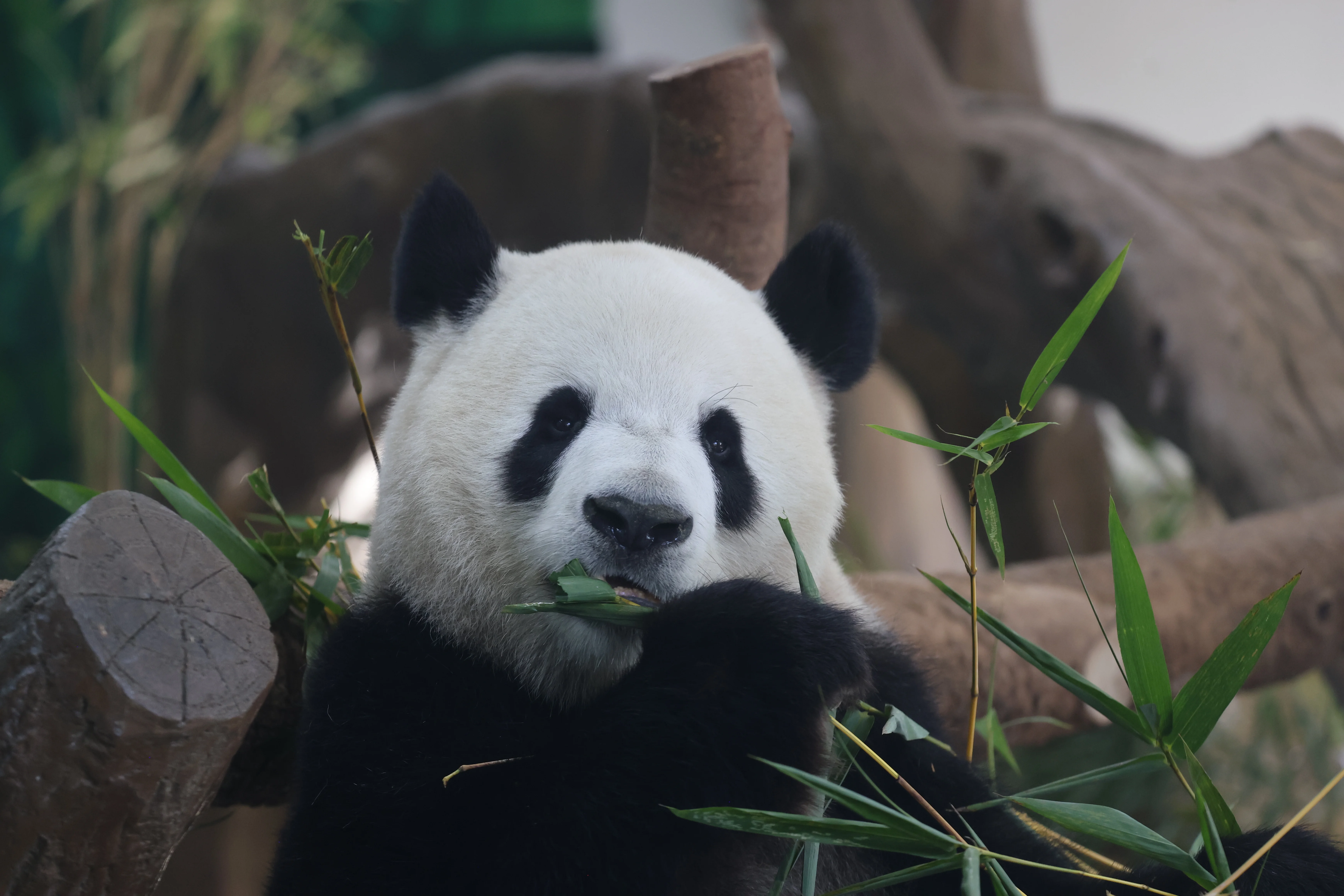 Guangzhou Zoo