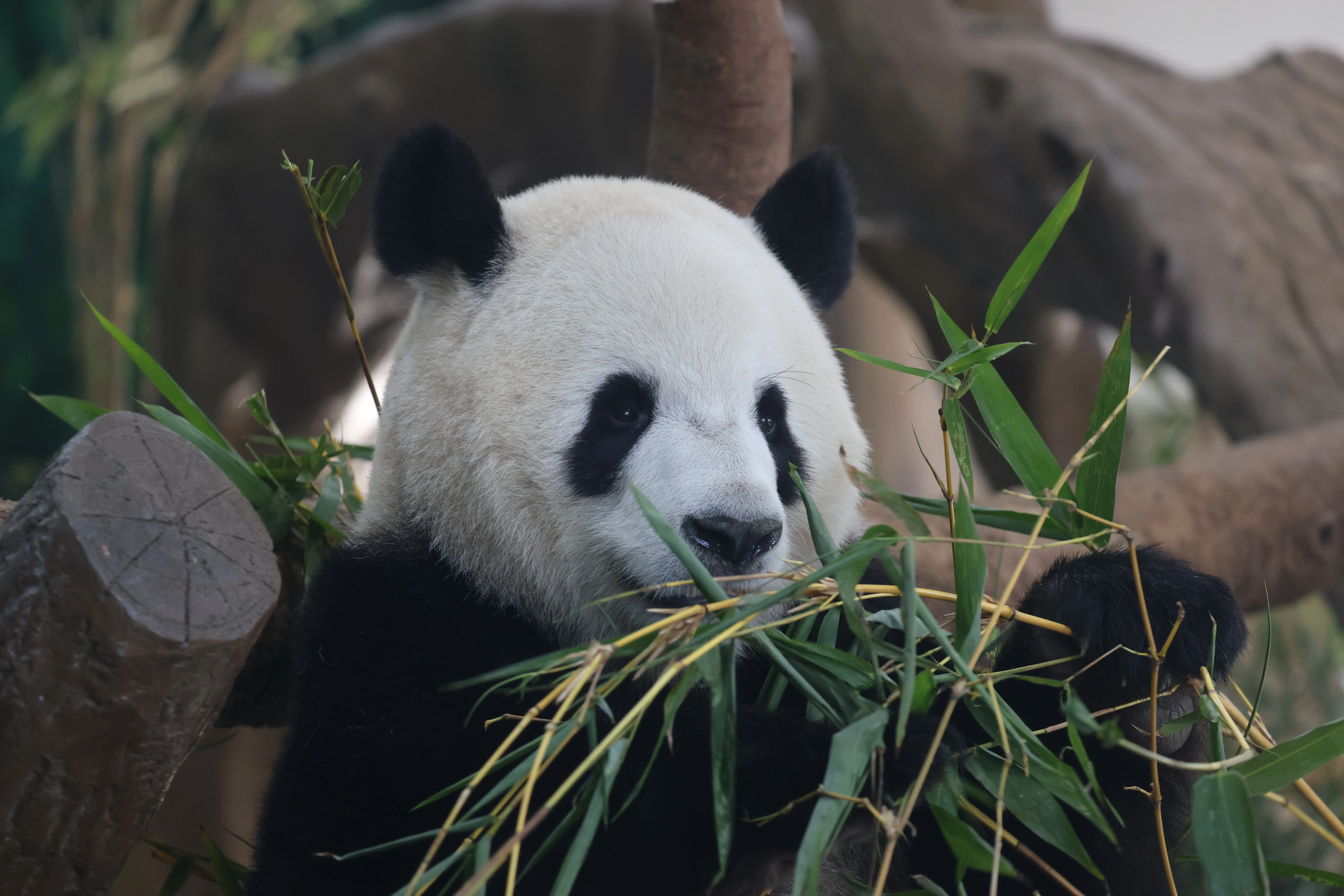 Guangzhou Zoo