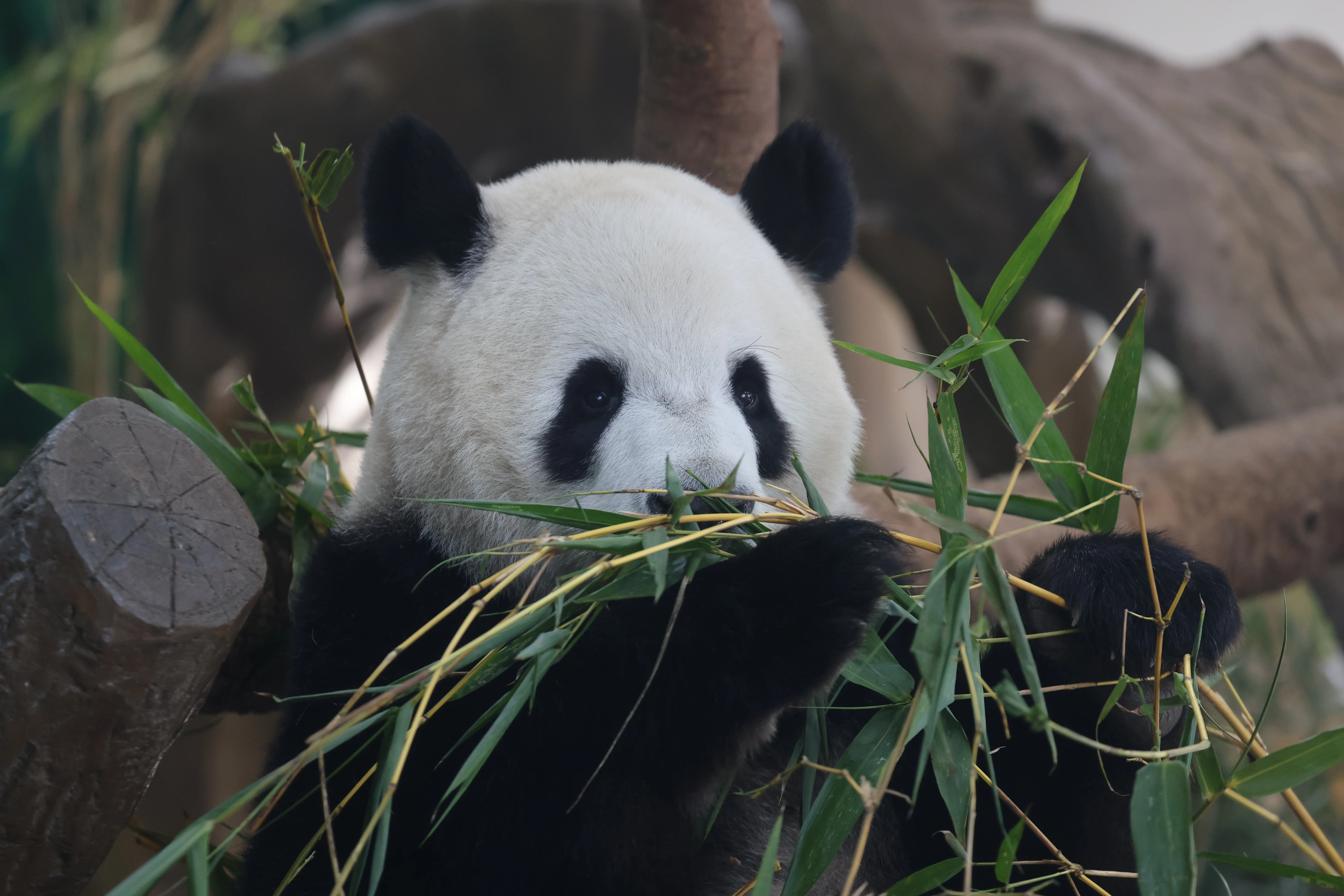 Guangzhou Zoo