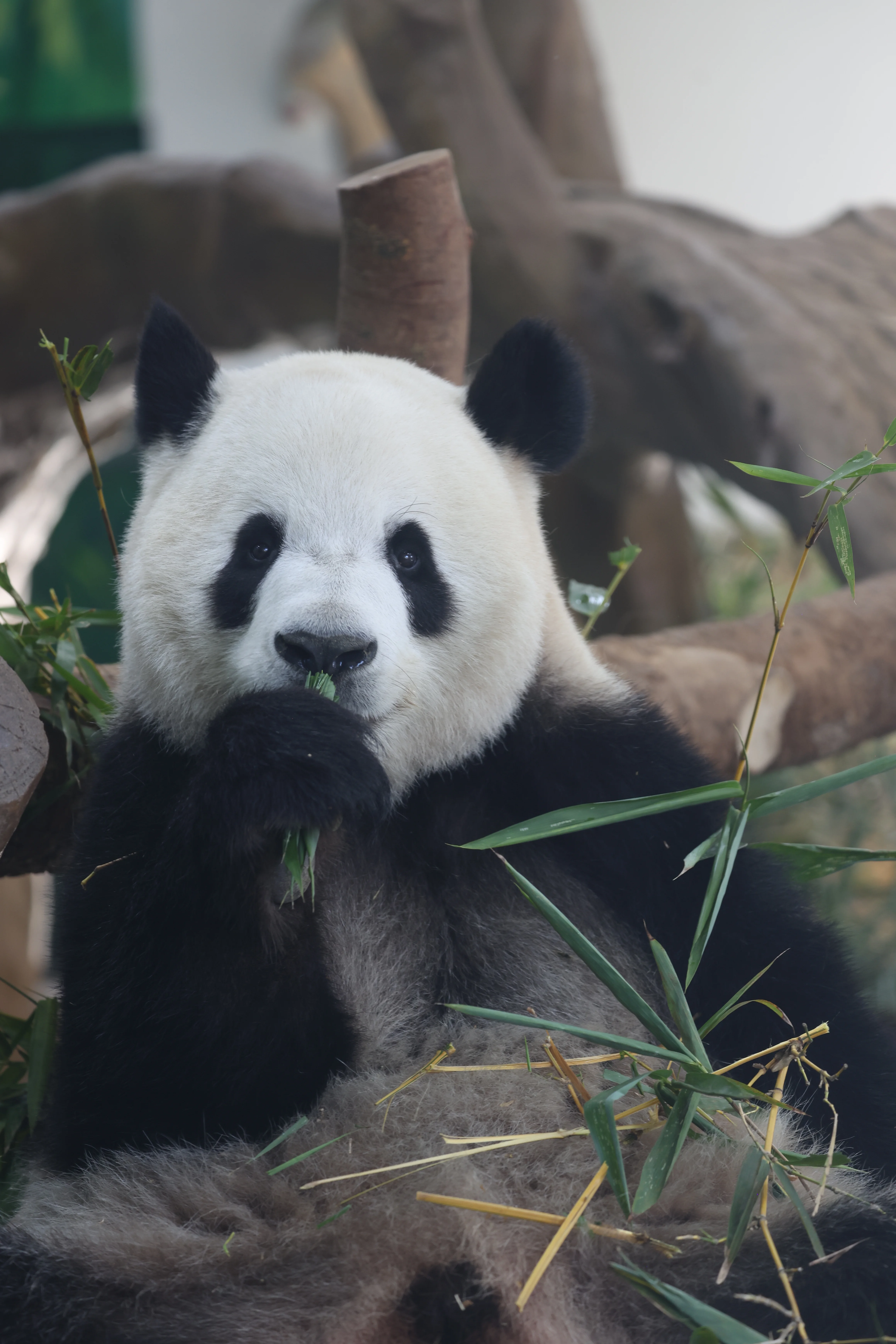 Guangzhou Zoo