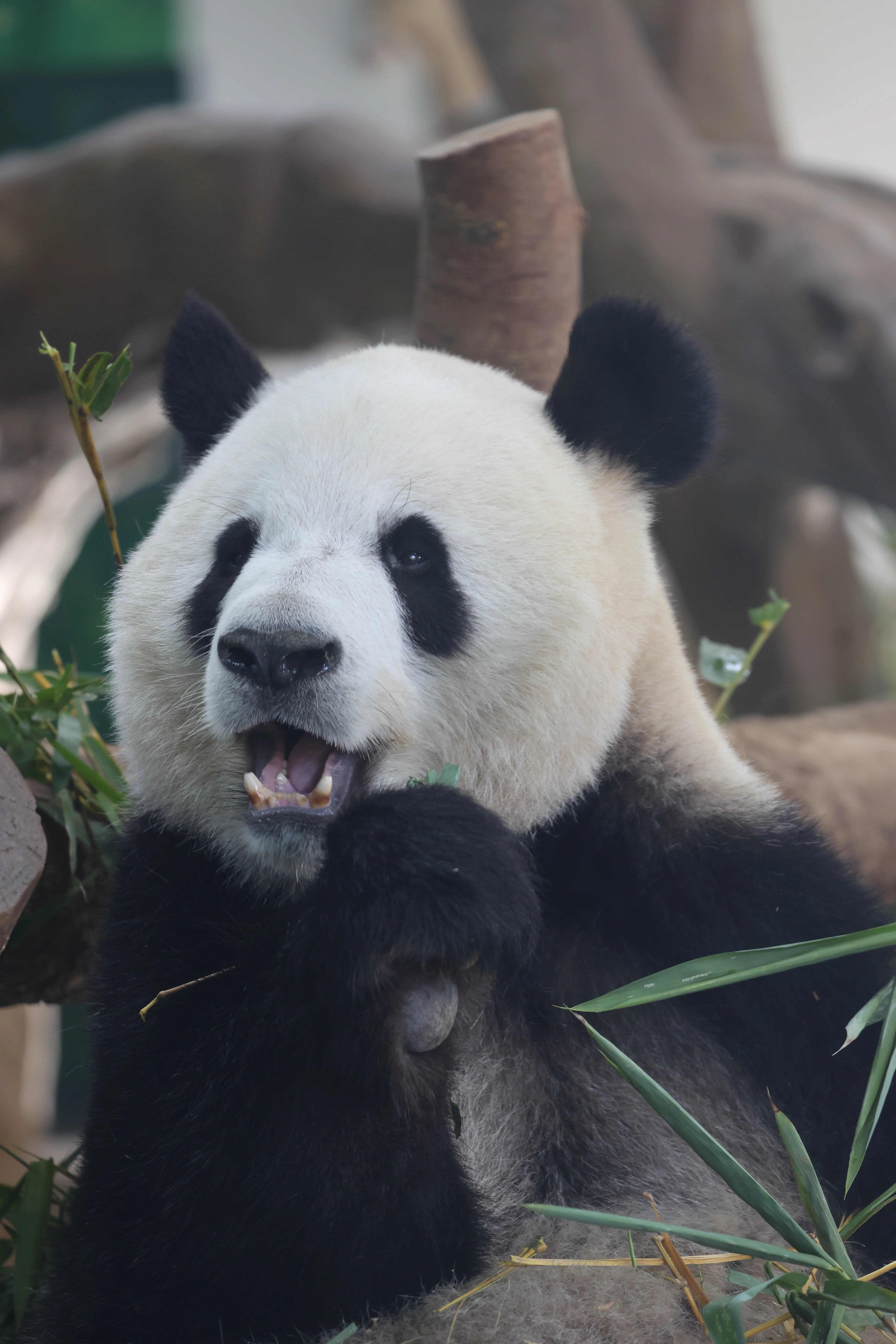 Guangzhou Zoo
