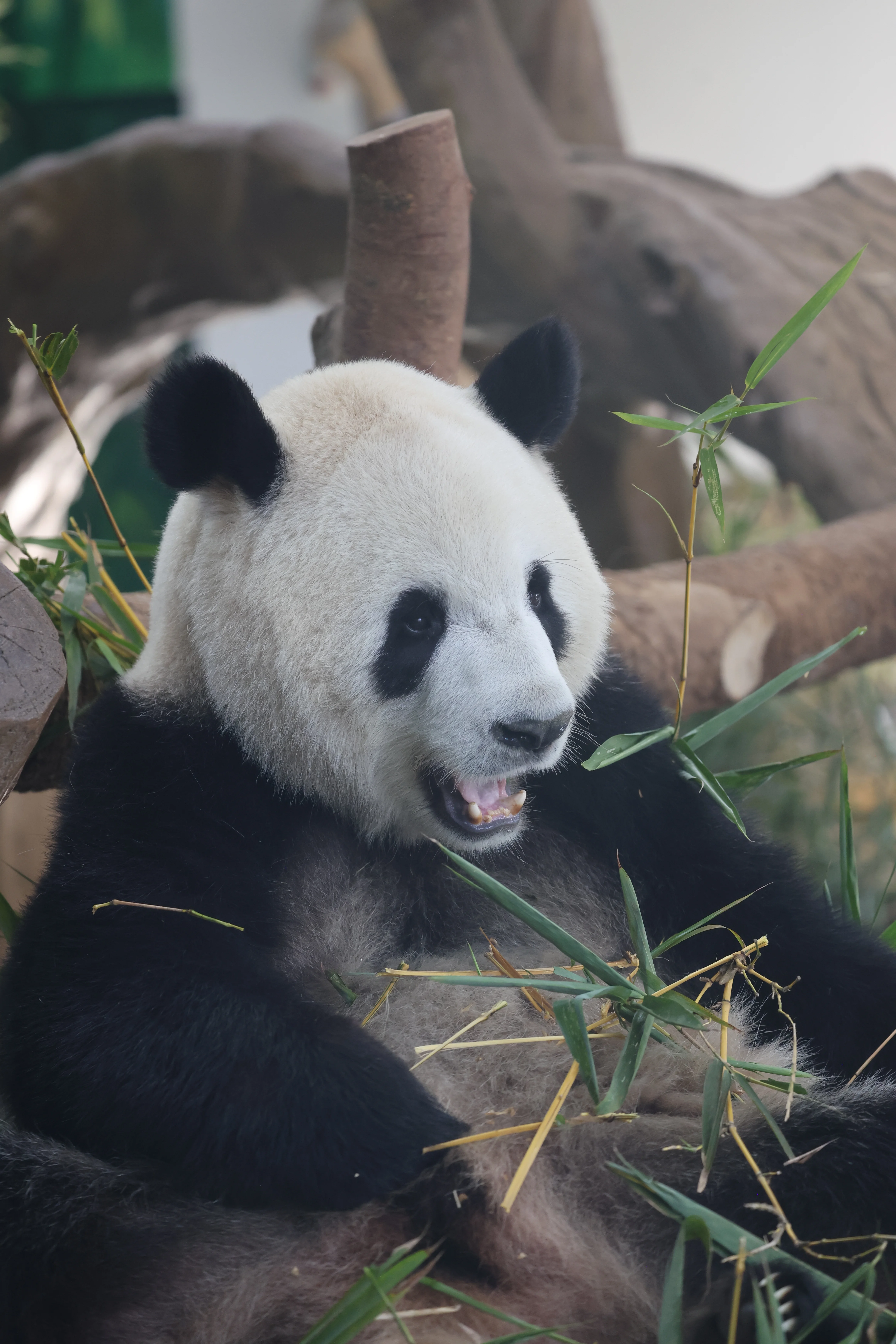 Guangzhou Zoo
