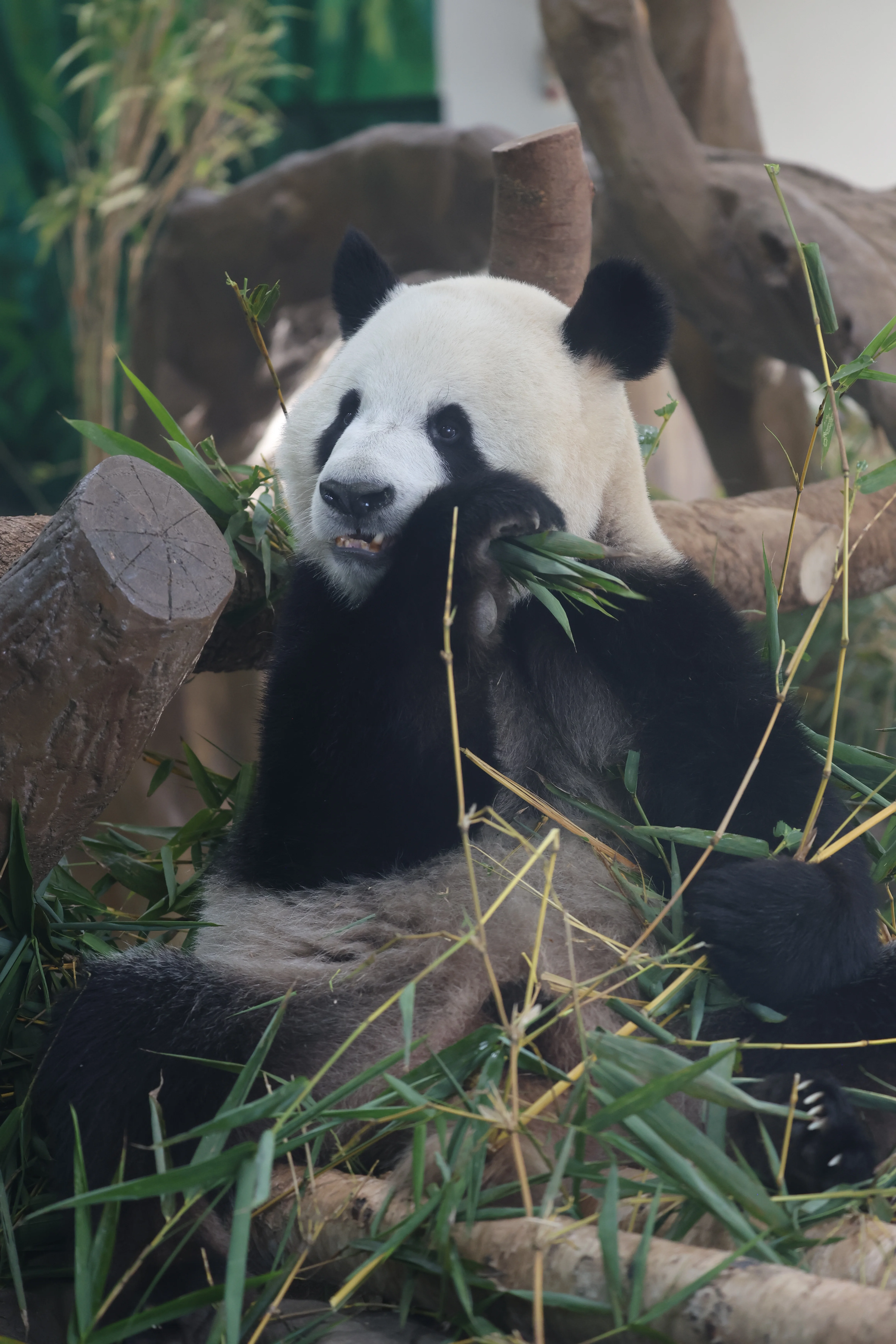 Guangzhou Zoo