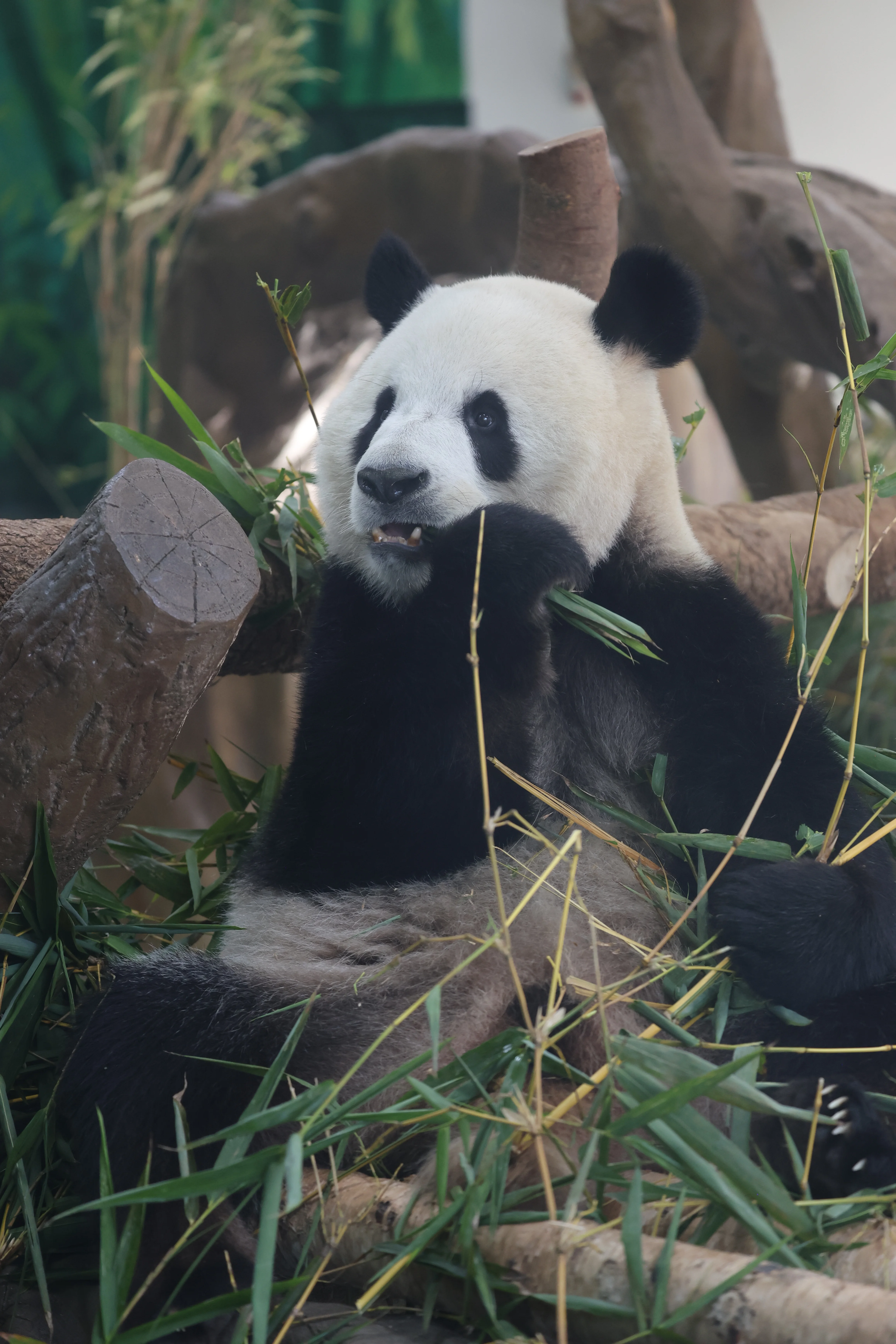Guangzhou Zoo