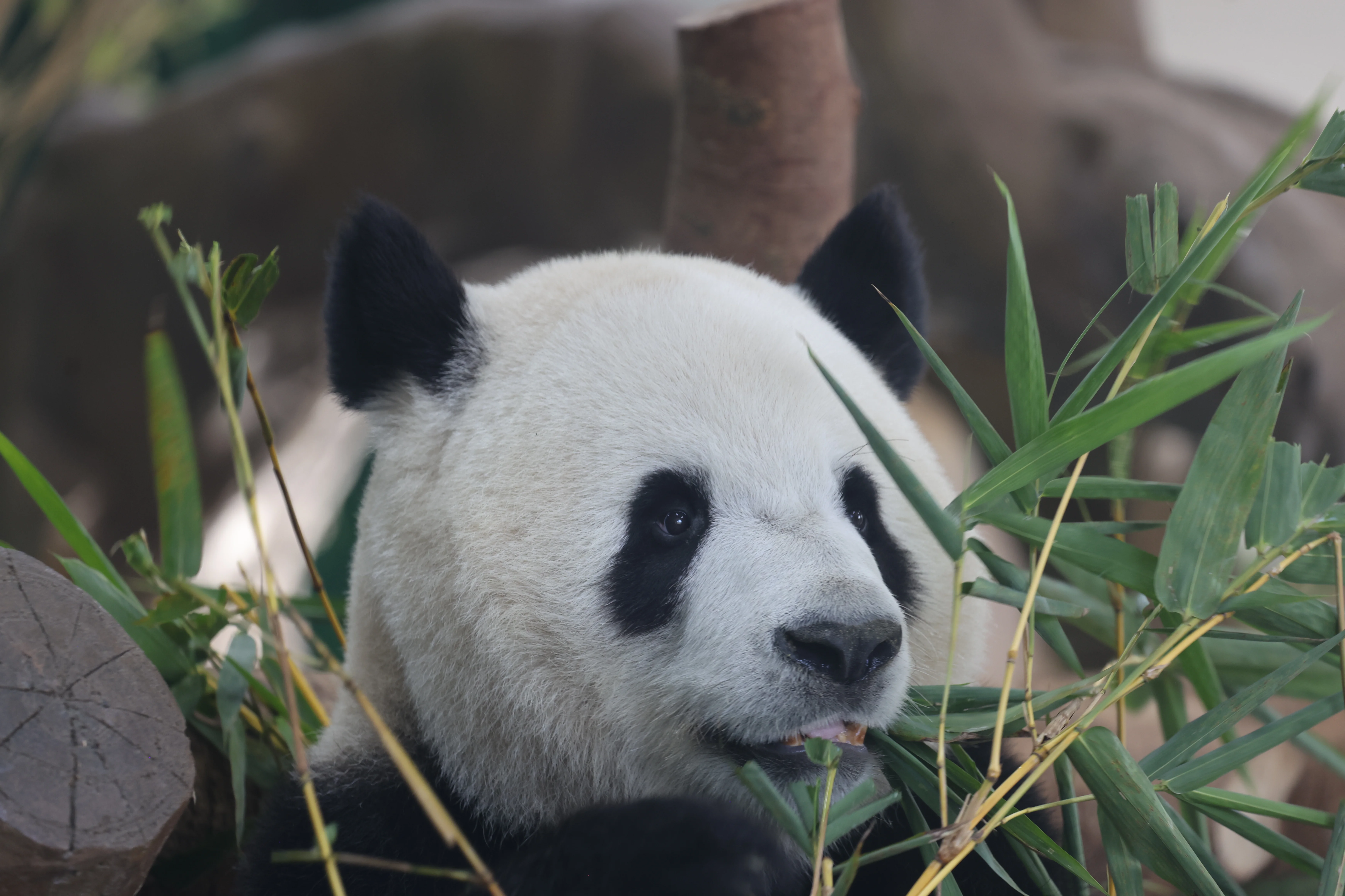 Guangzhou Zoo