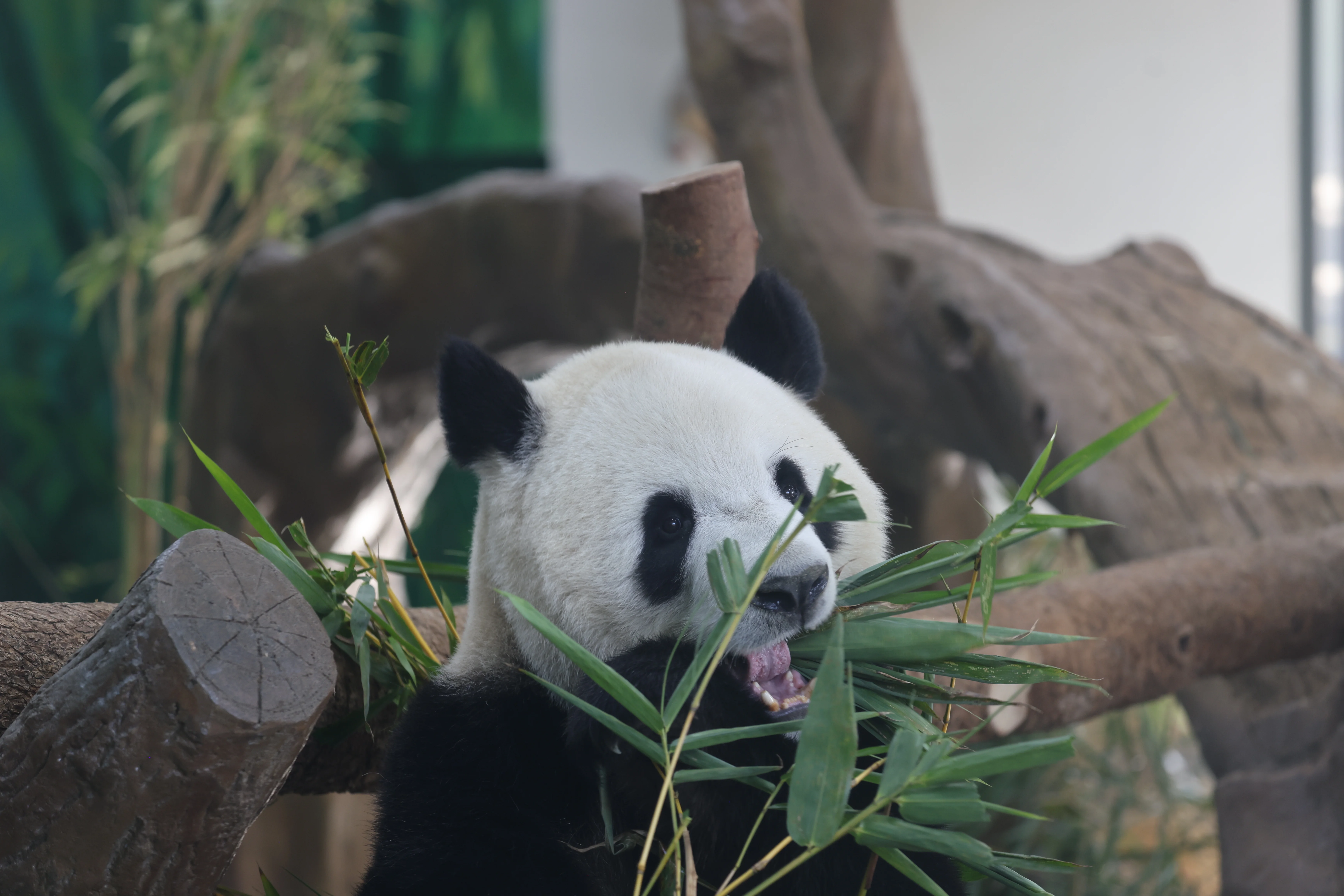 Guangzhou Zoo