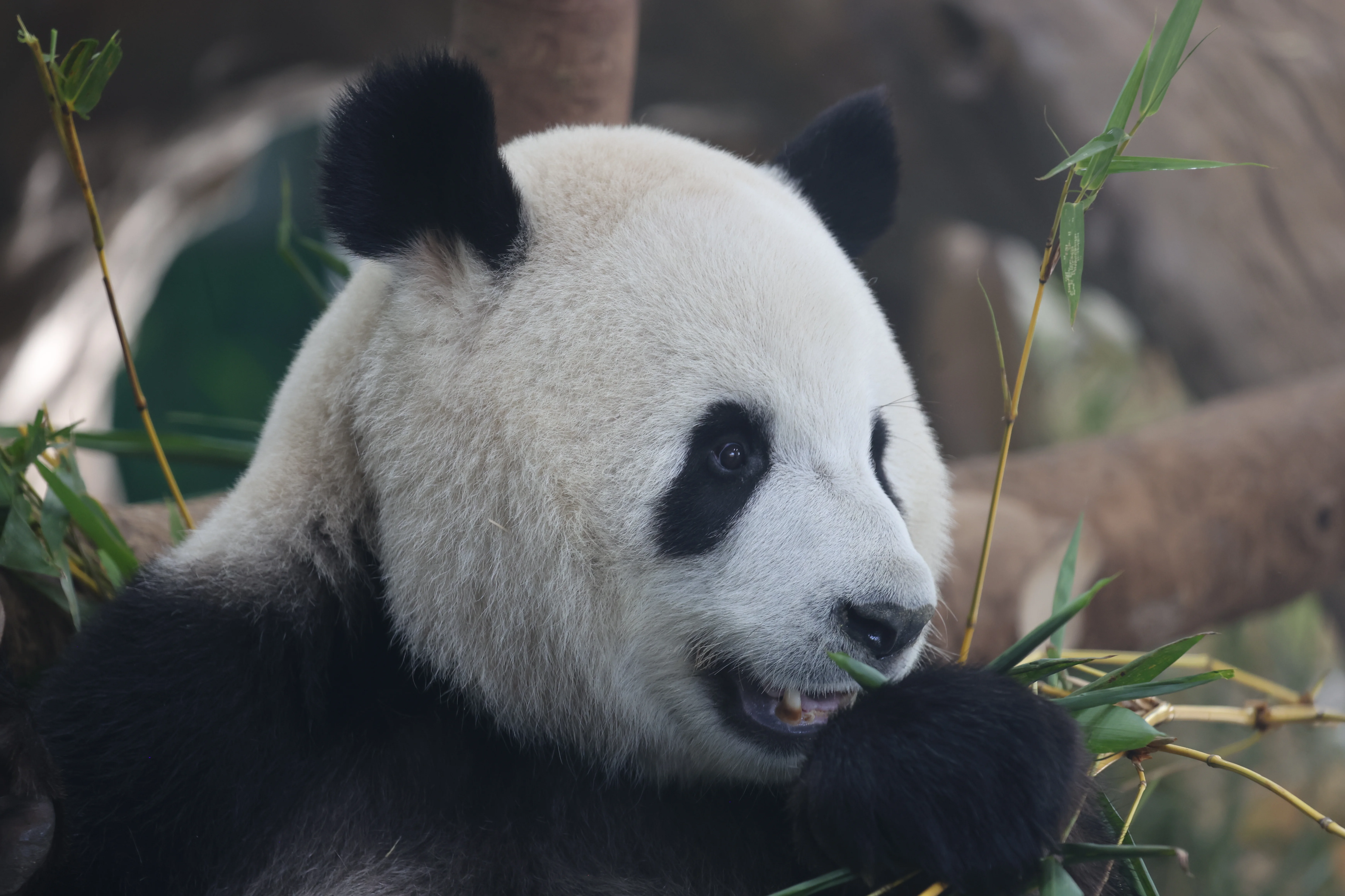 Guangzhou Zoo