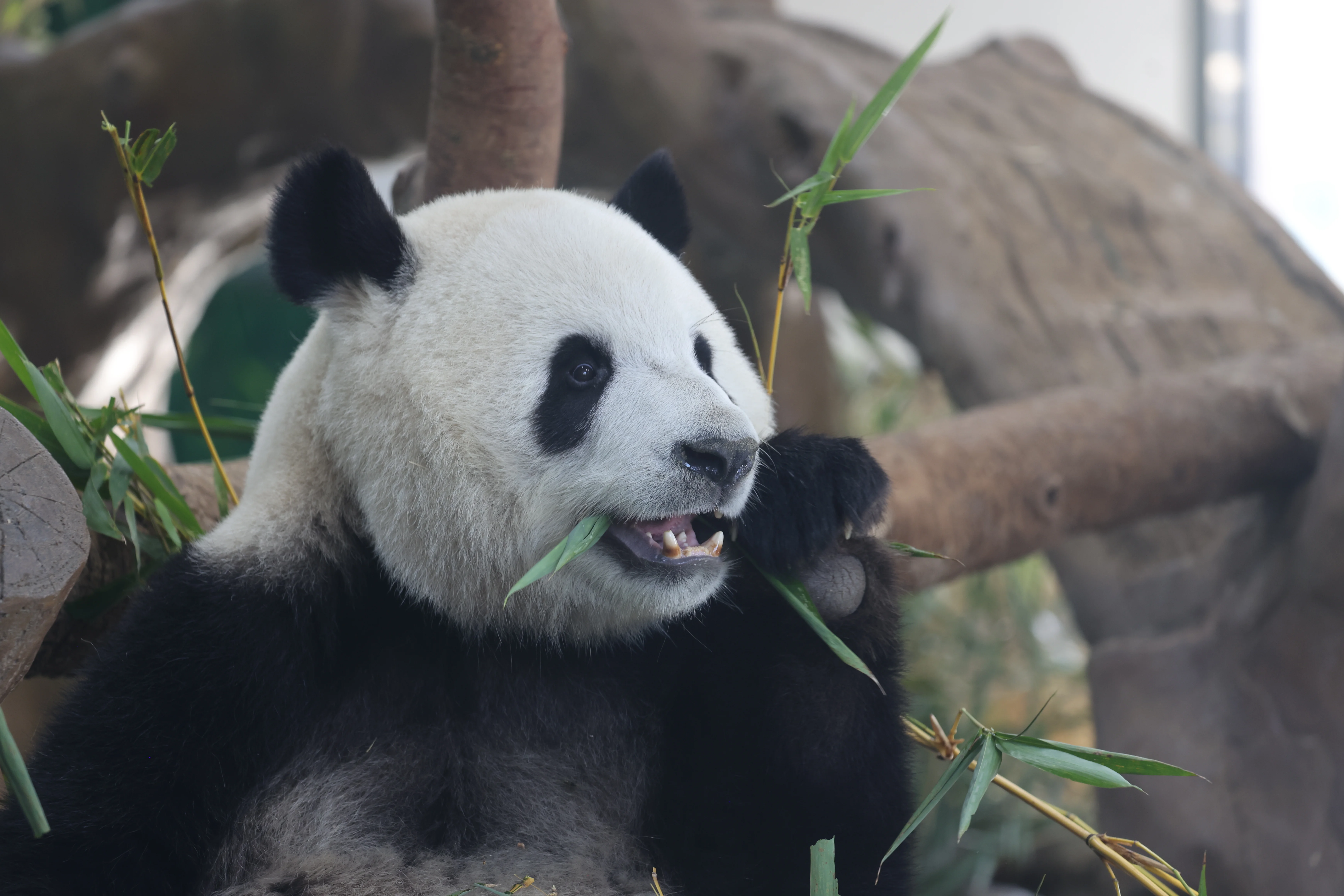 Guangzhou Zoo
