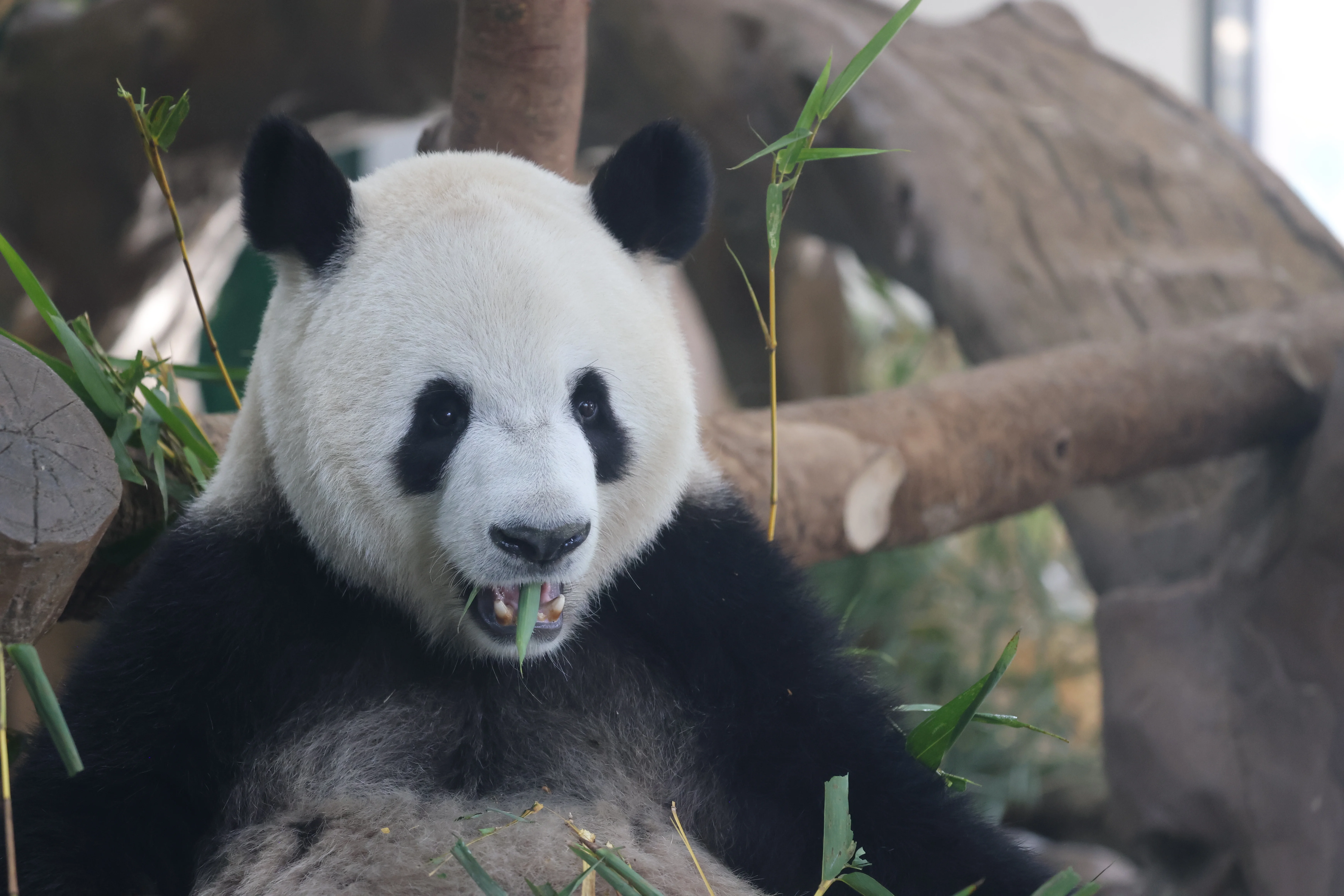 Guangzhou Zoo